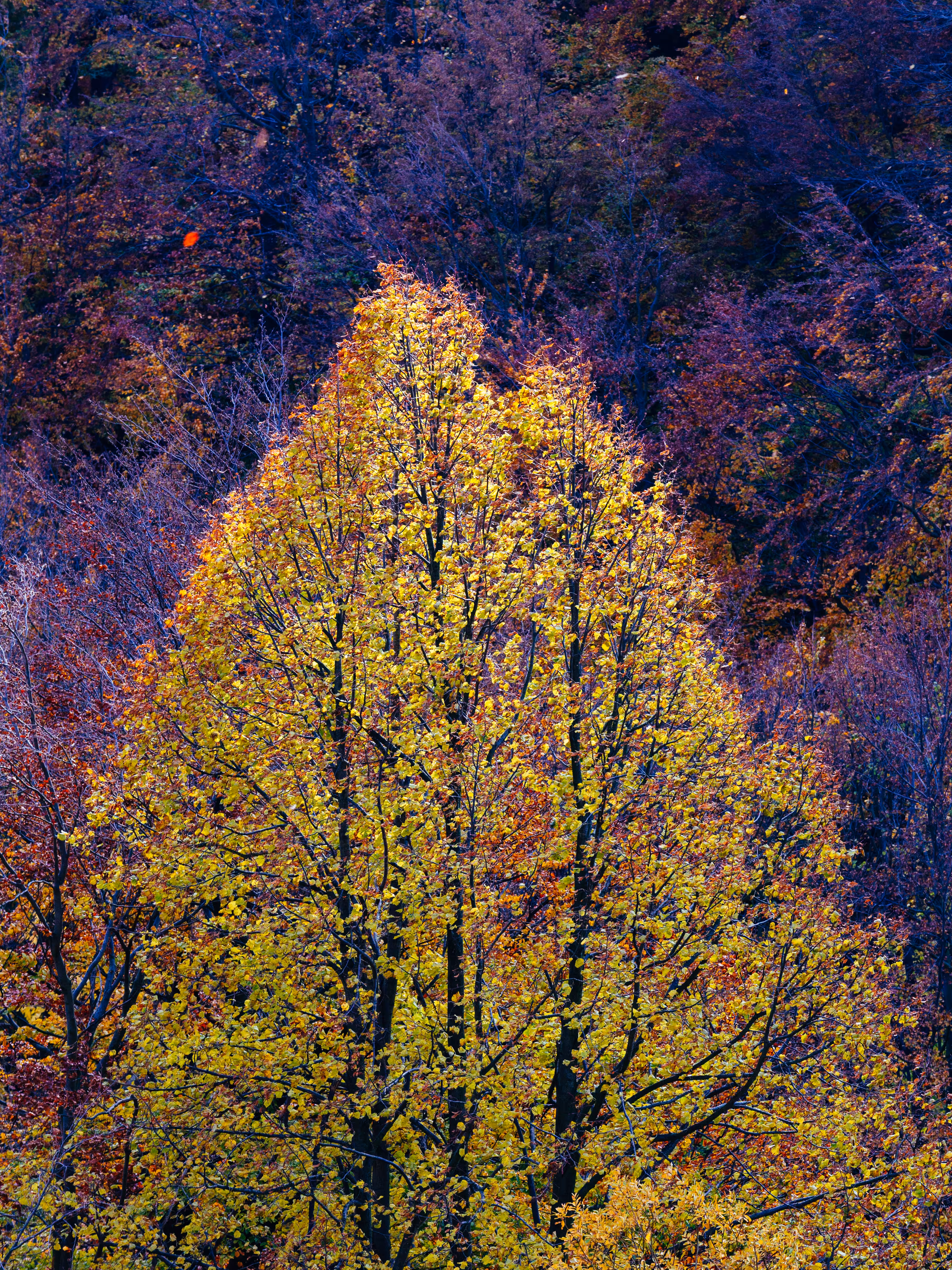 Forest Frequencies: Börzsöny