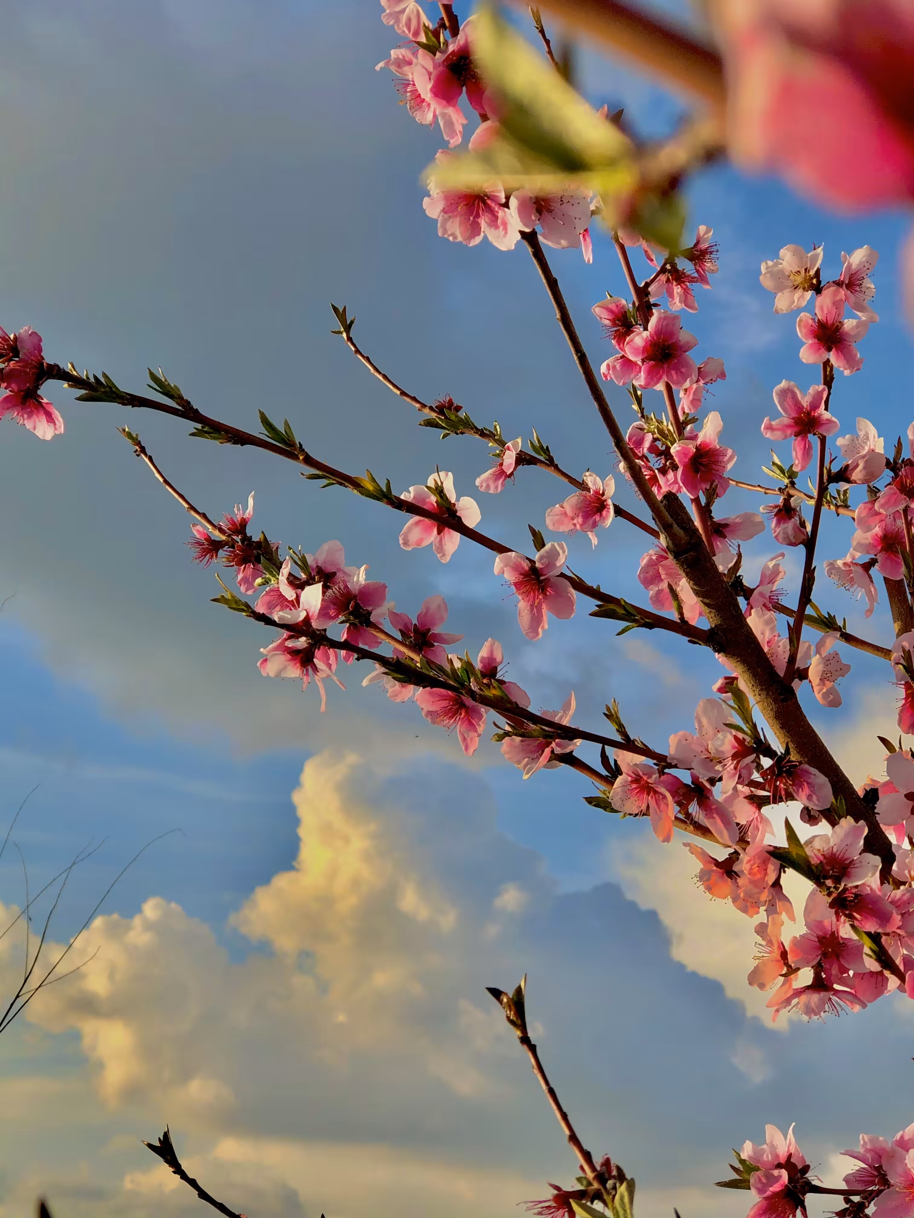 Spring cloud 