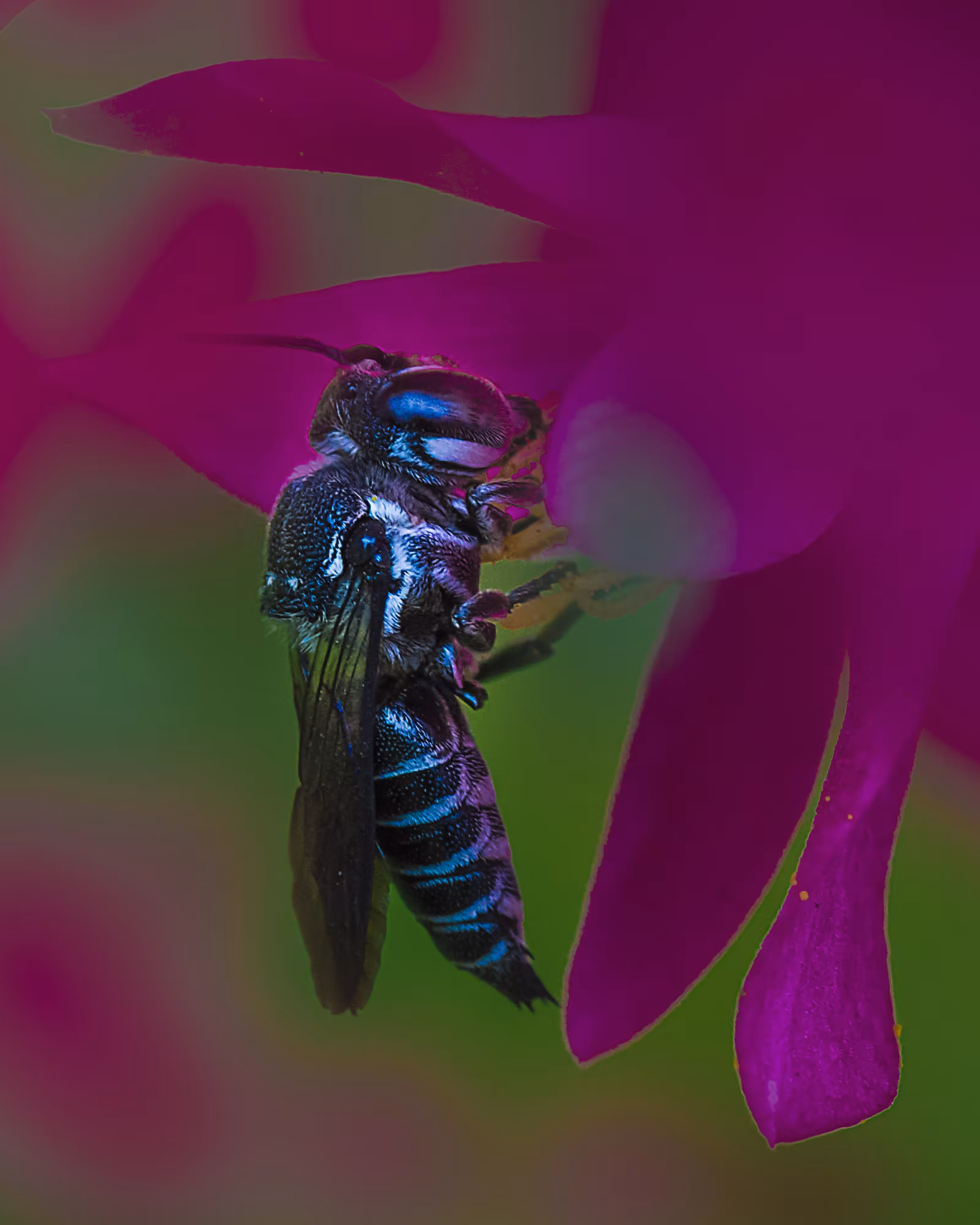 Leaf Cutting Bee