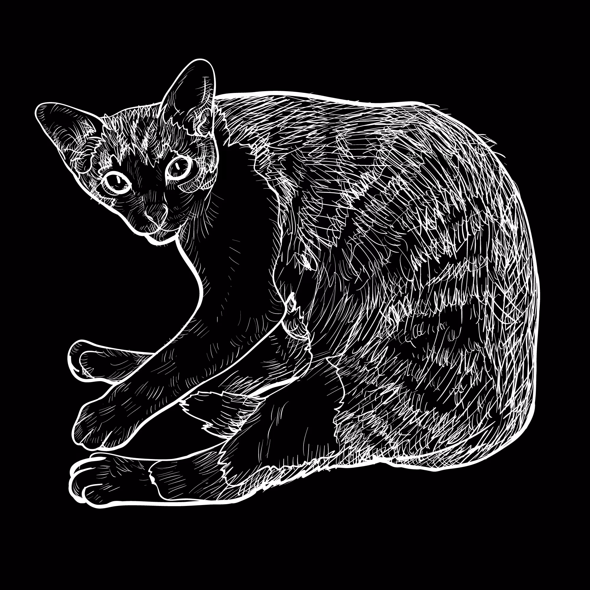 cat on black 01
