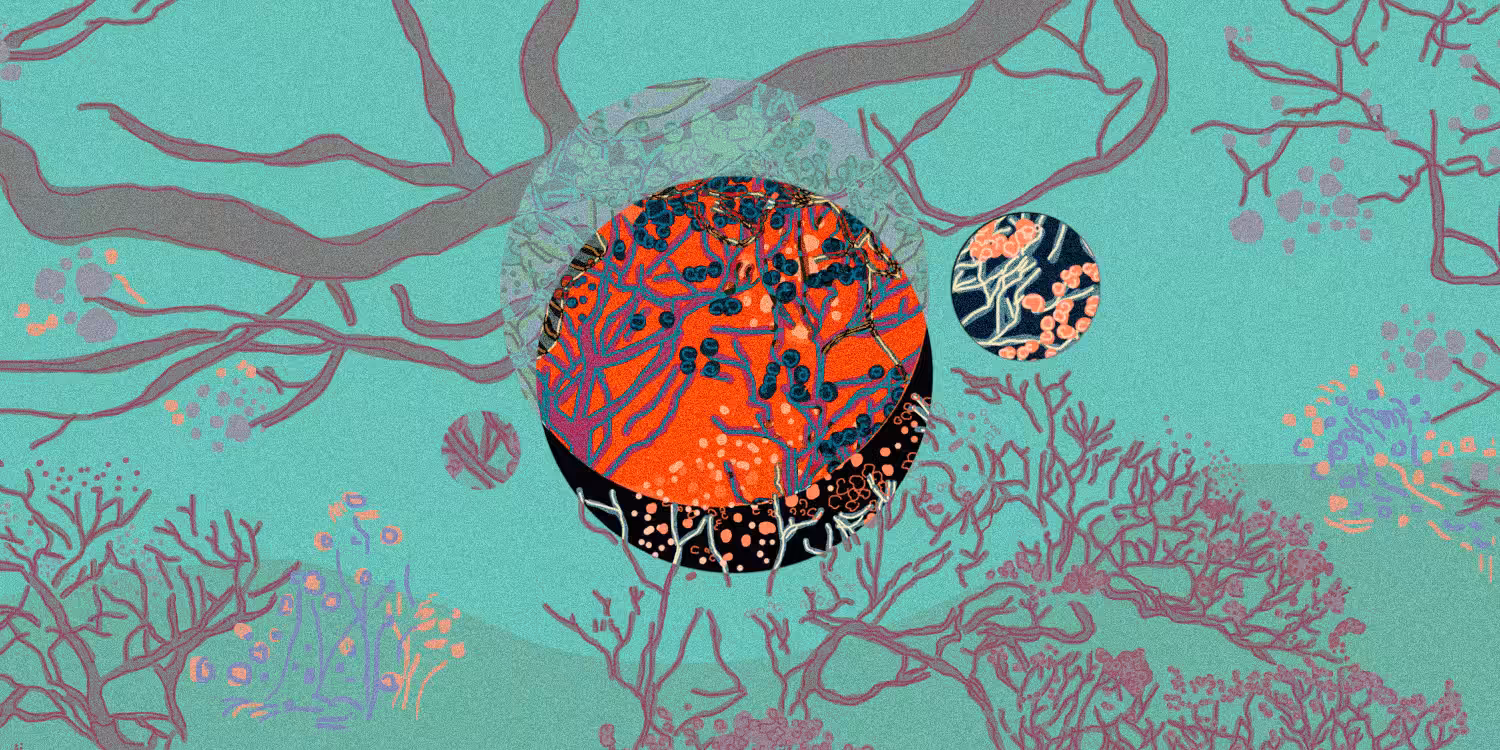 005Moonscreen