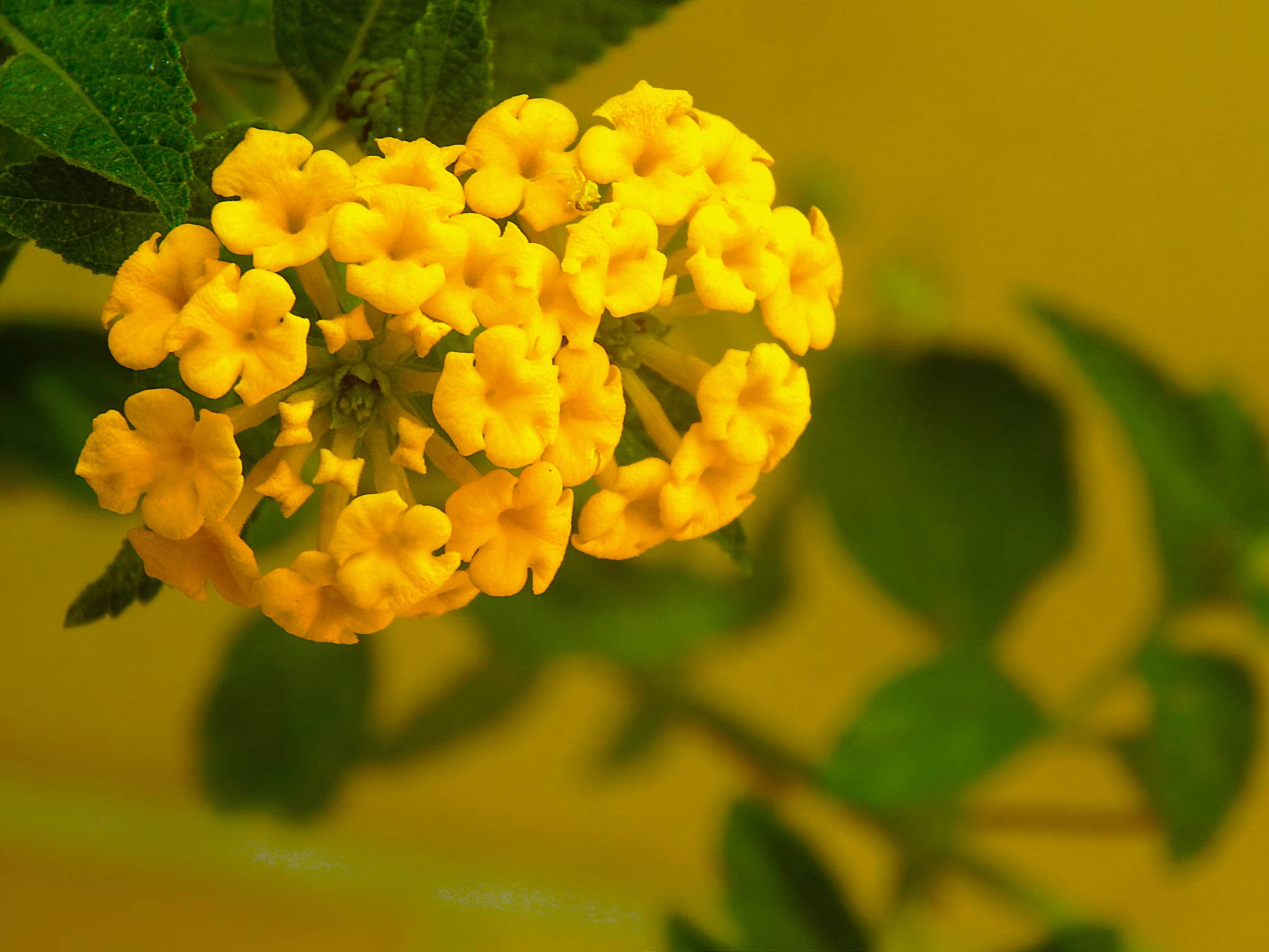 Sunlit Lantana Cluster