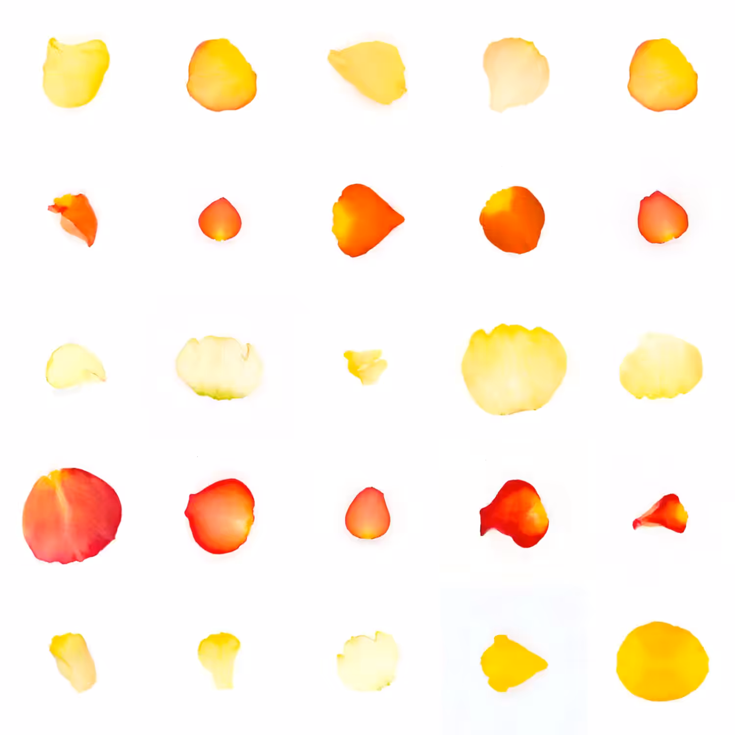 Infinite Petals 5x5#20382