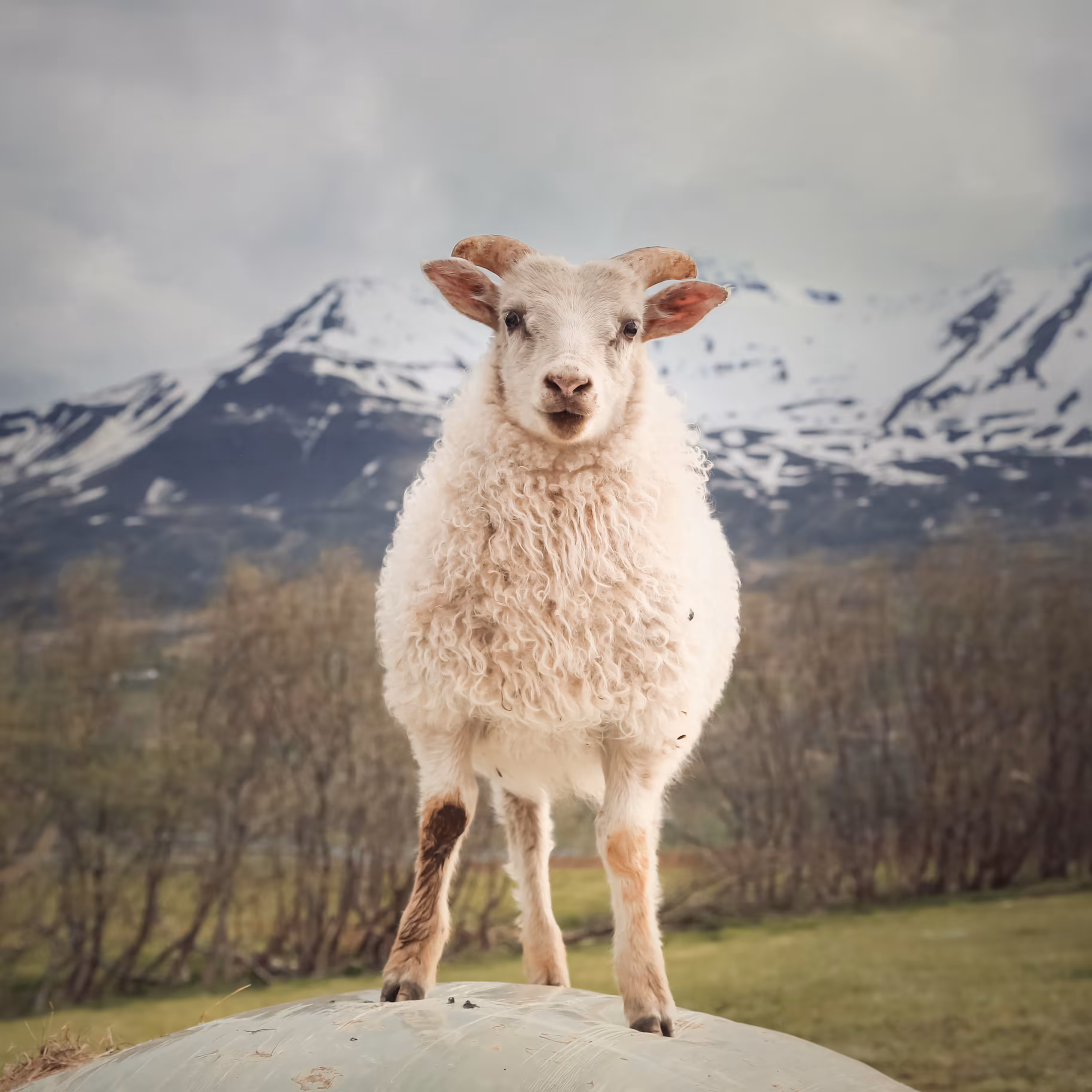 Cute Icelandic lamb