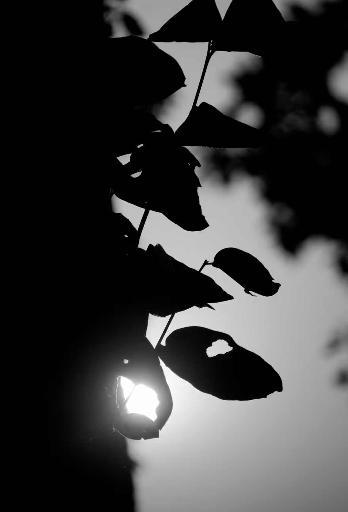 Essence