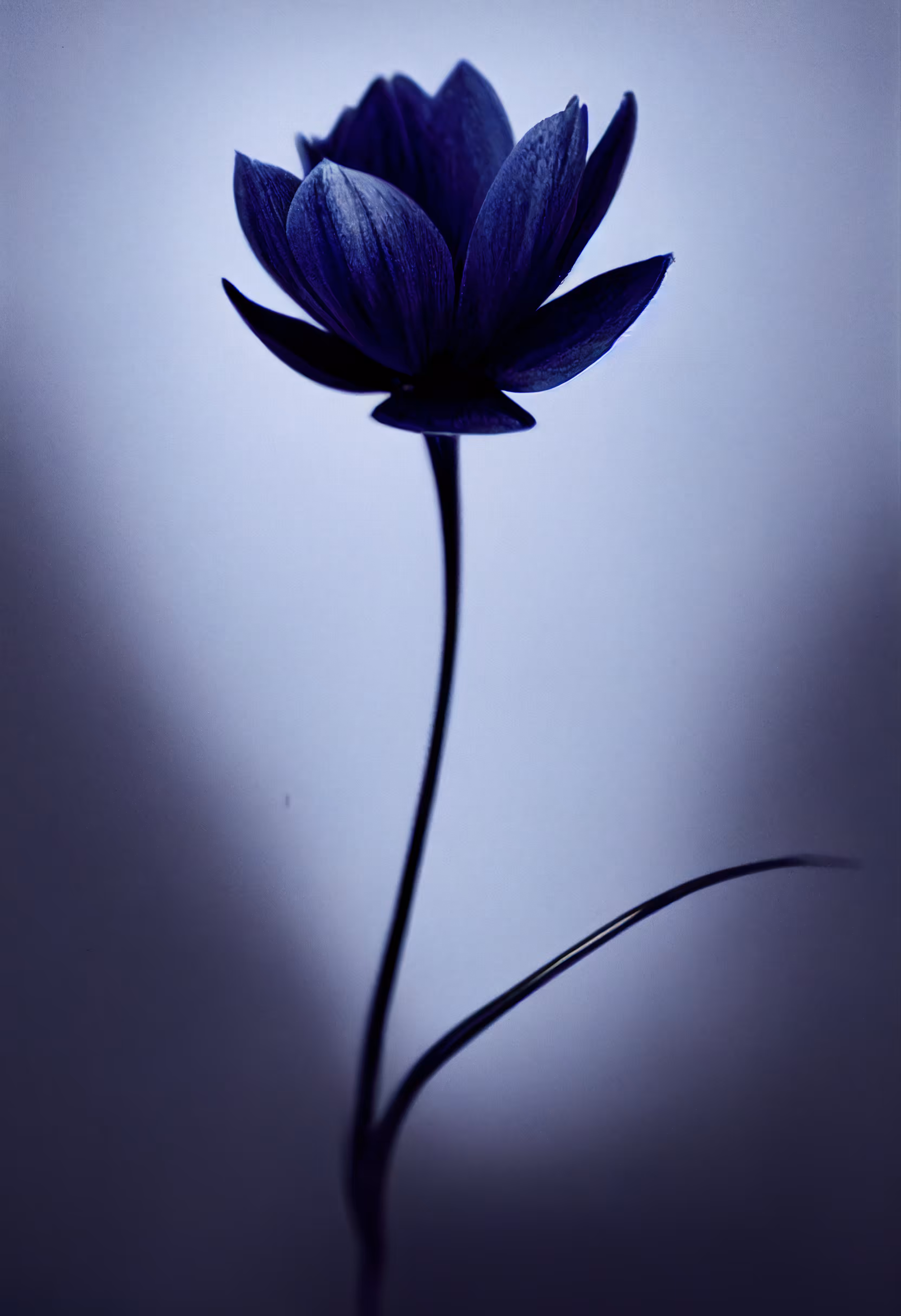 A Flower, Just For You. #170