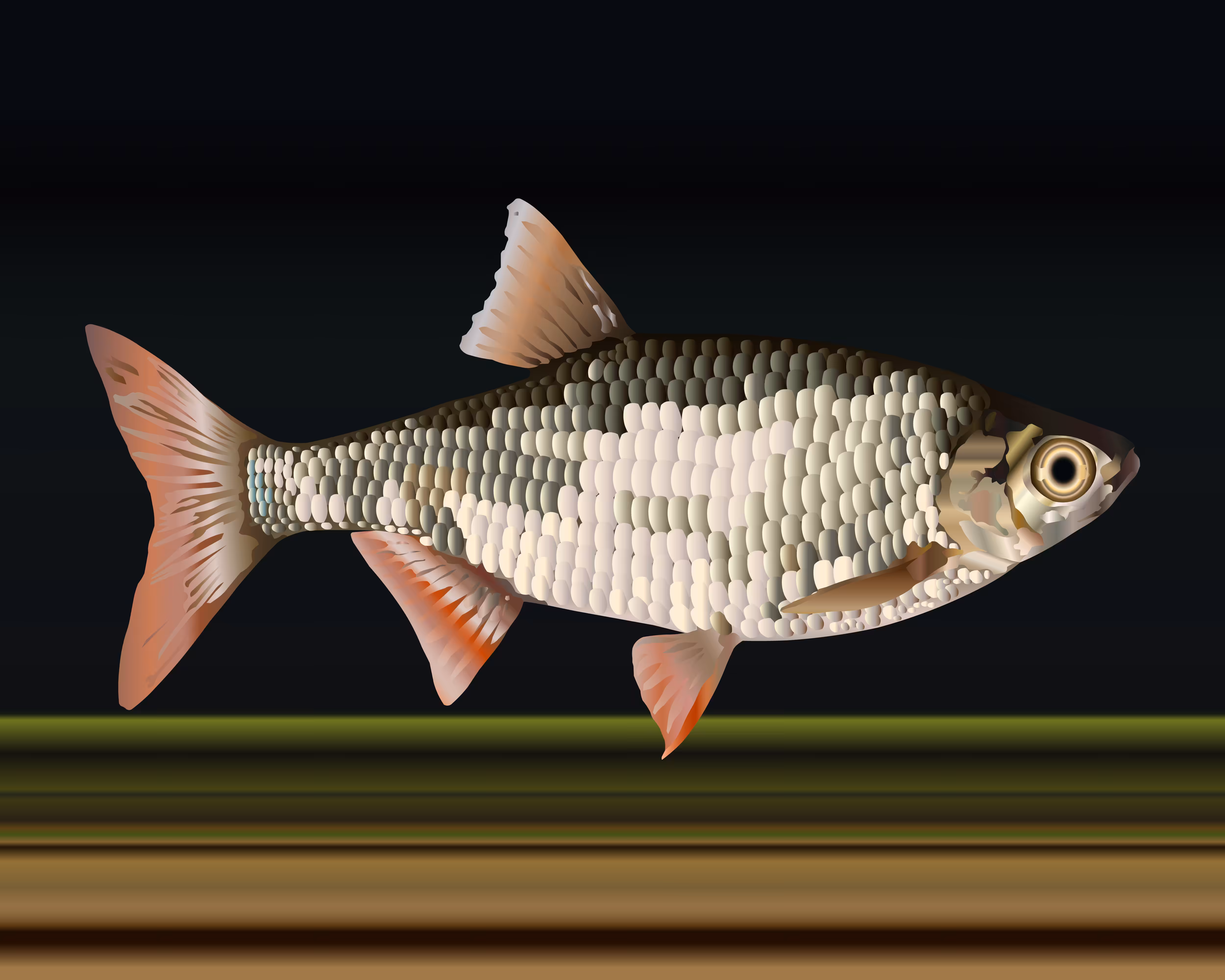 Common rudd