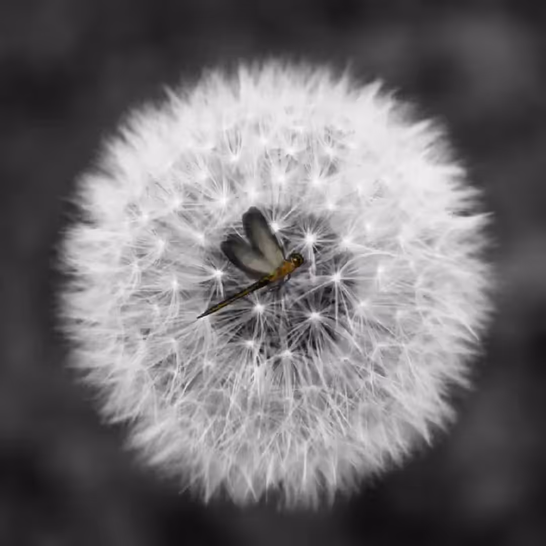 The Dragonfly Effect