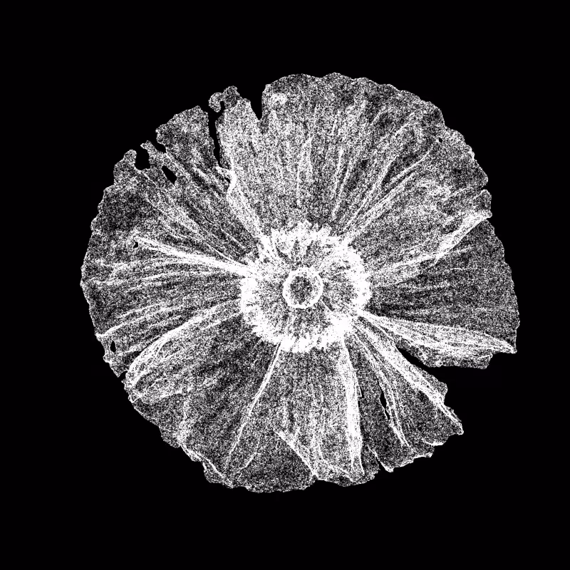 White Poppy 30 #64