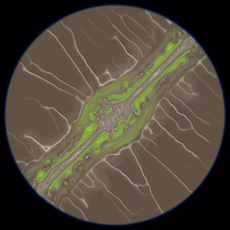 Ethereal Microcosm #281