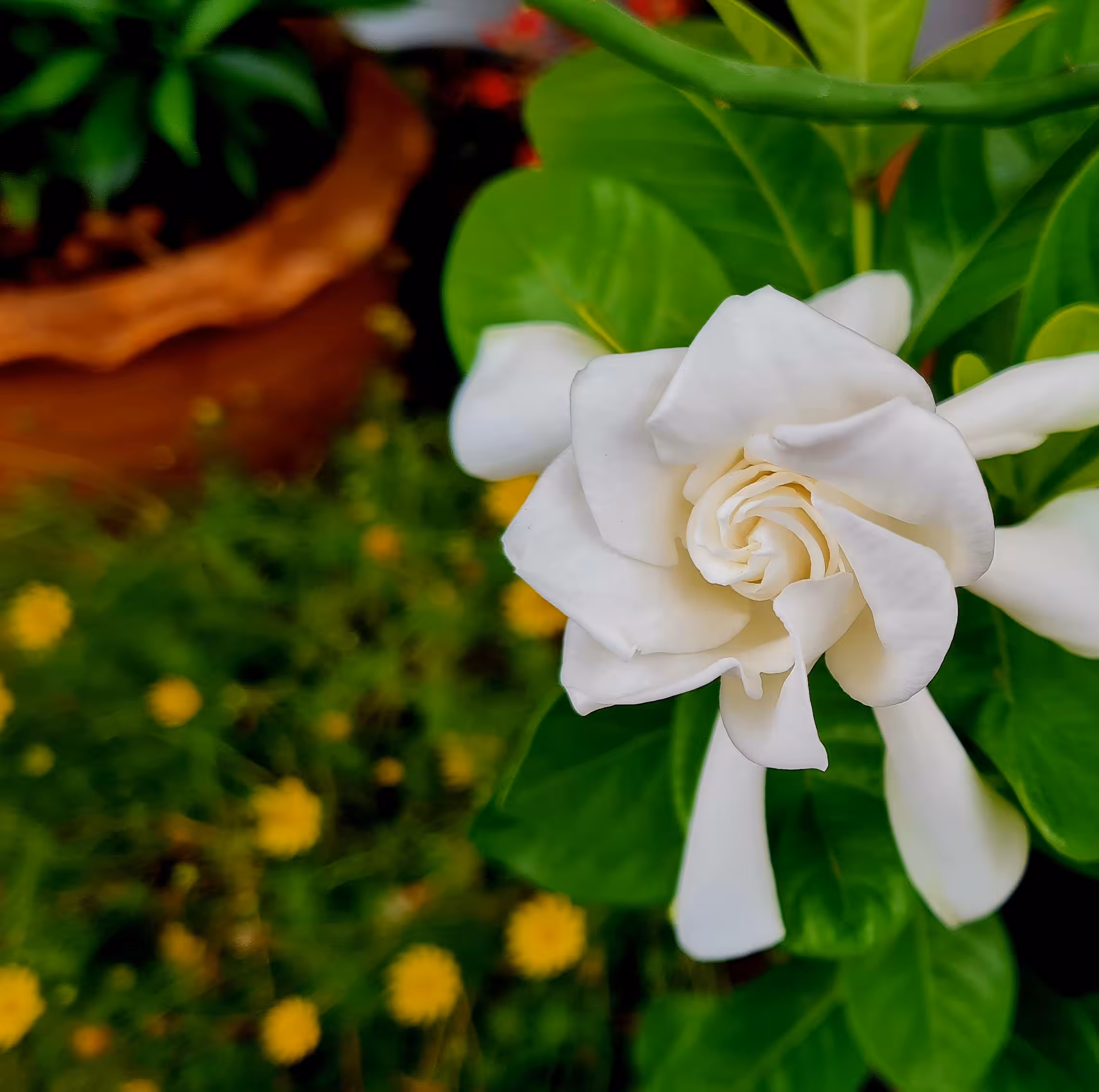 The Flower No. 2