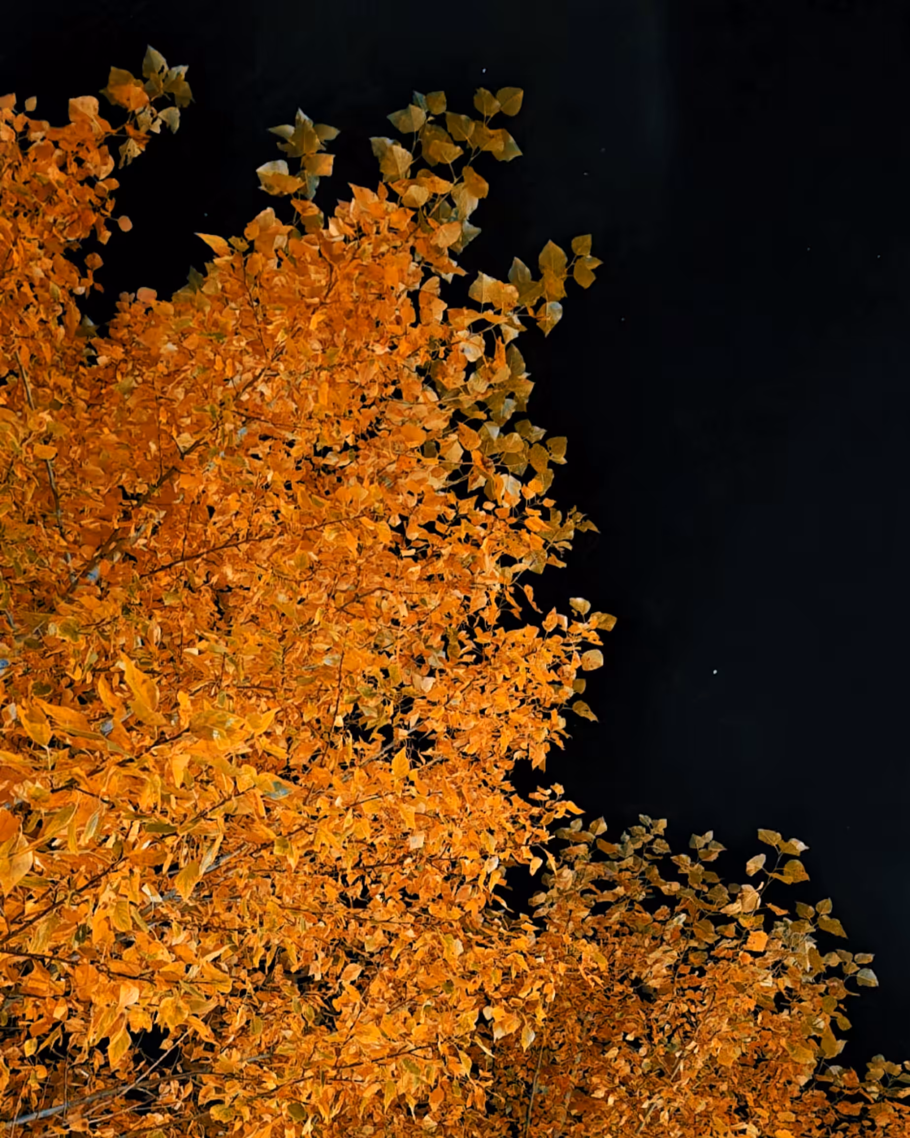 Photos: Autumn leaves