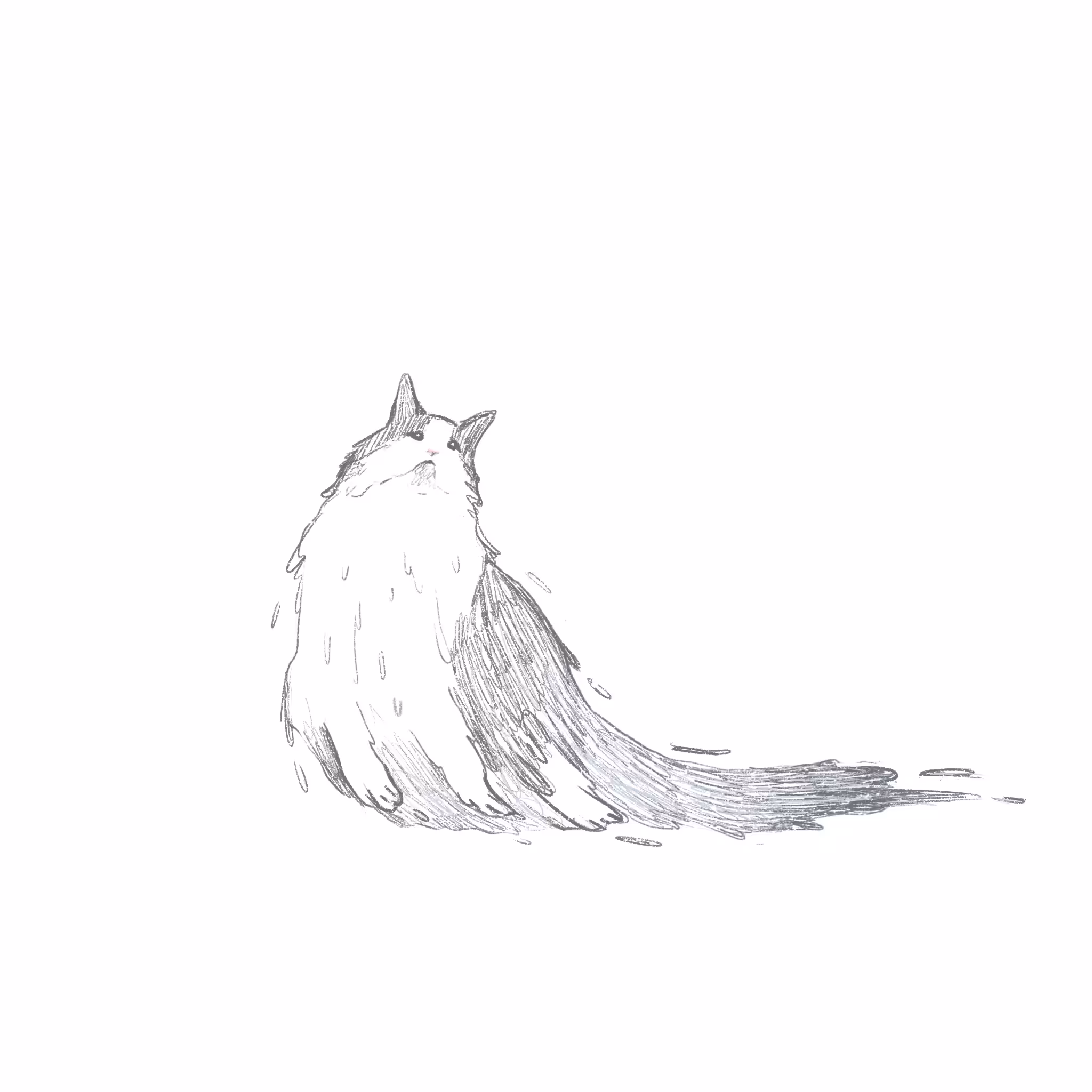 Liquid cat sketch