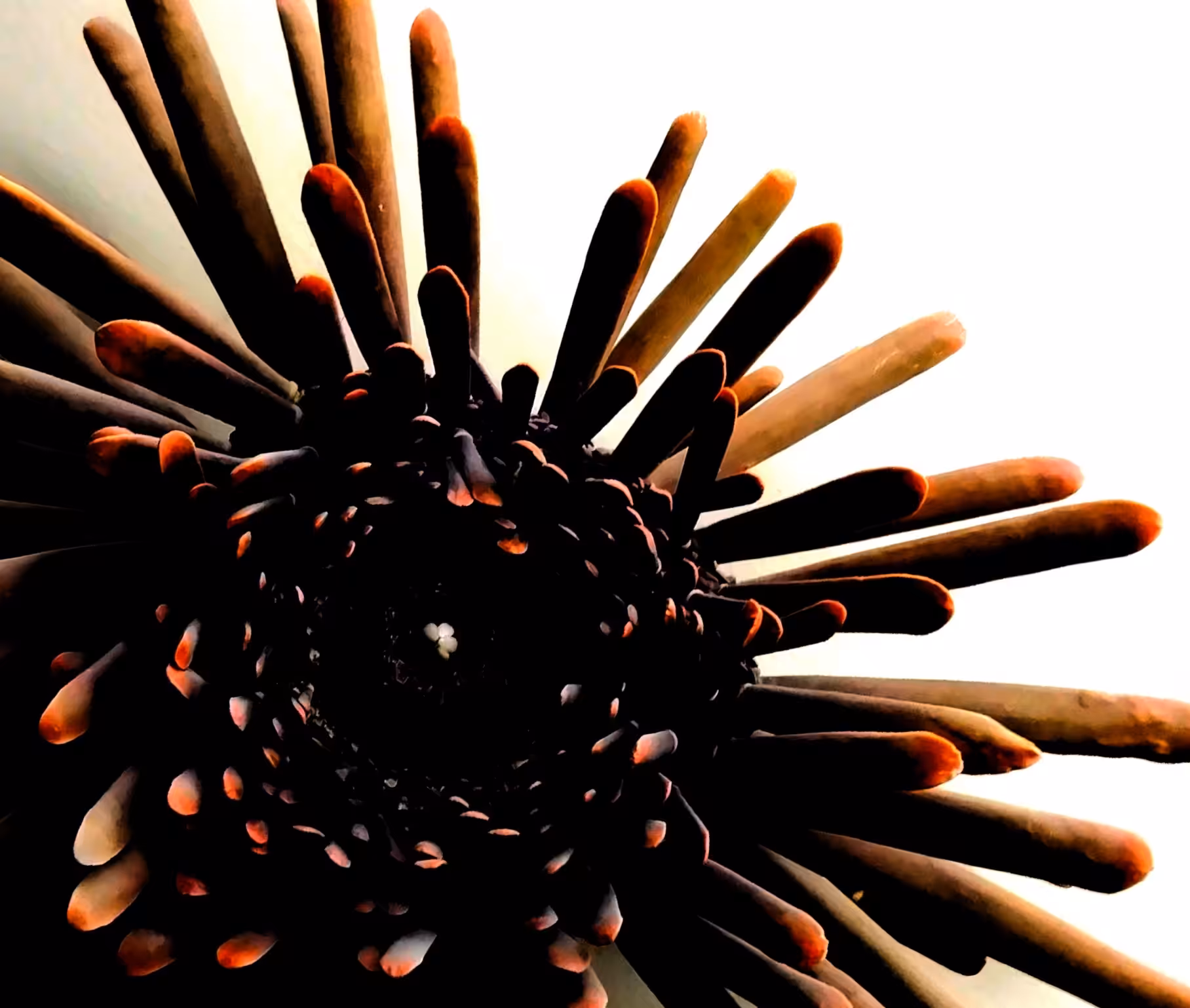 Sea Urchin