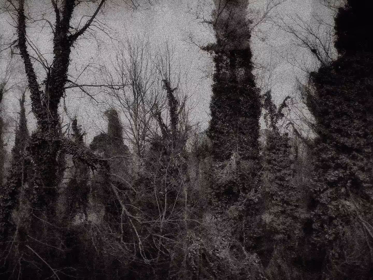 The grove in my dreams #2