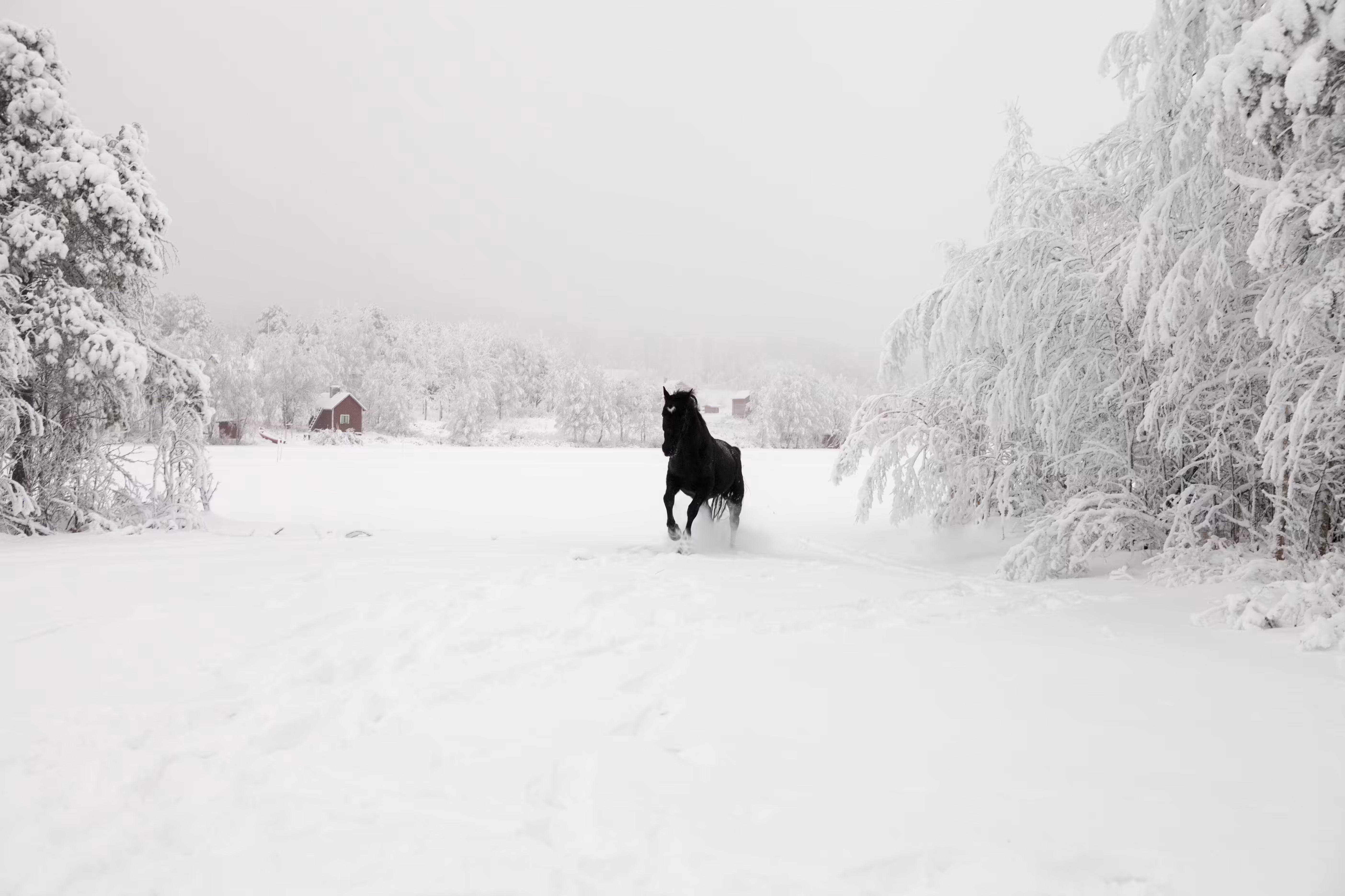 ELUSIVE - BLACK HORSE 