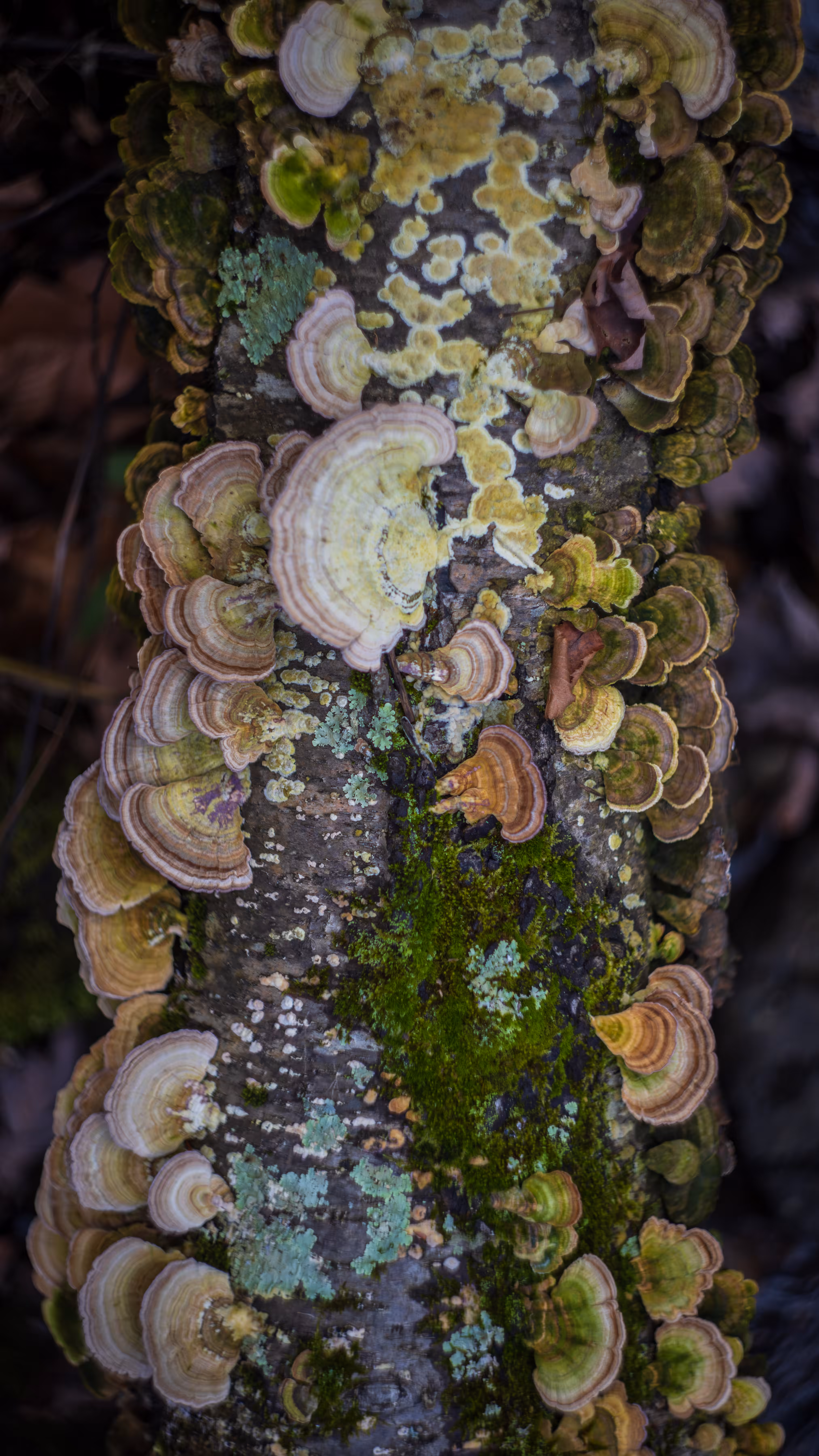 Turkey Tails II