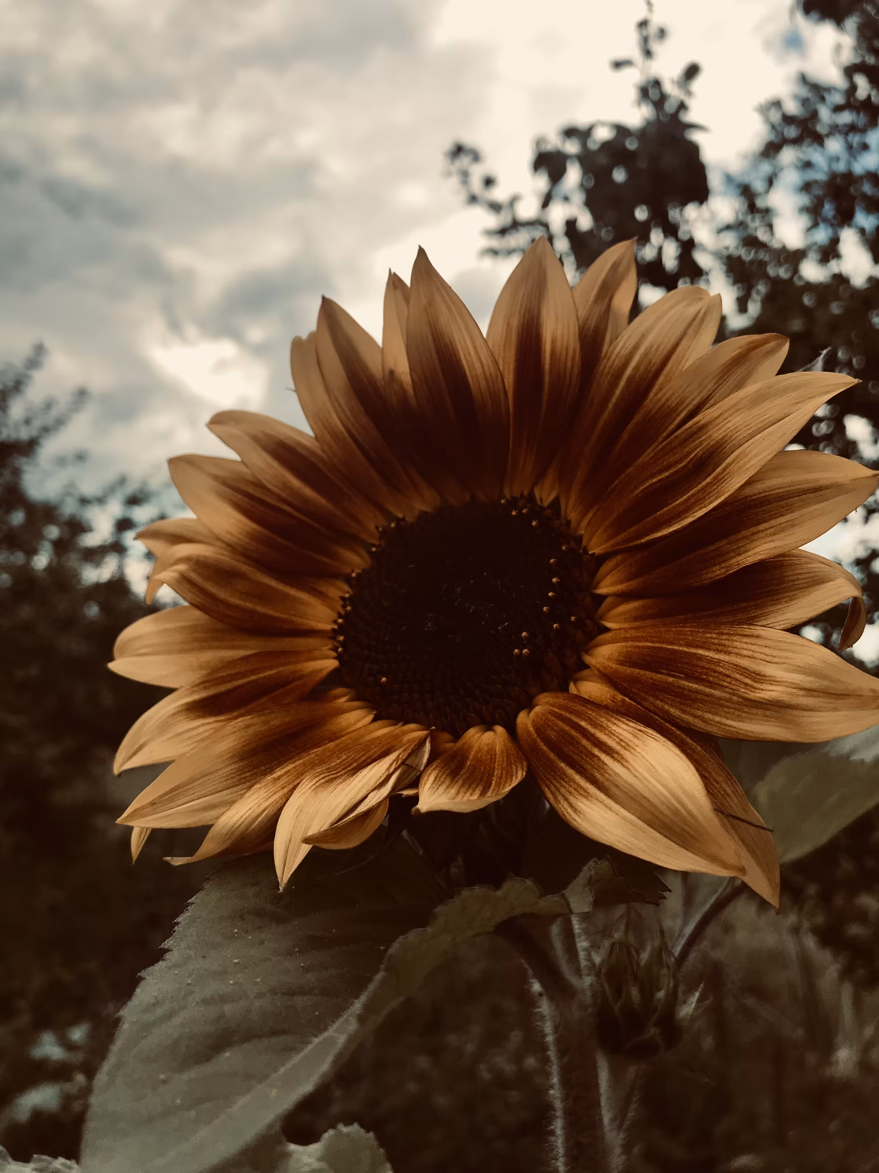 Chosen by the Sun