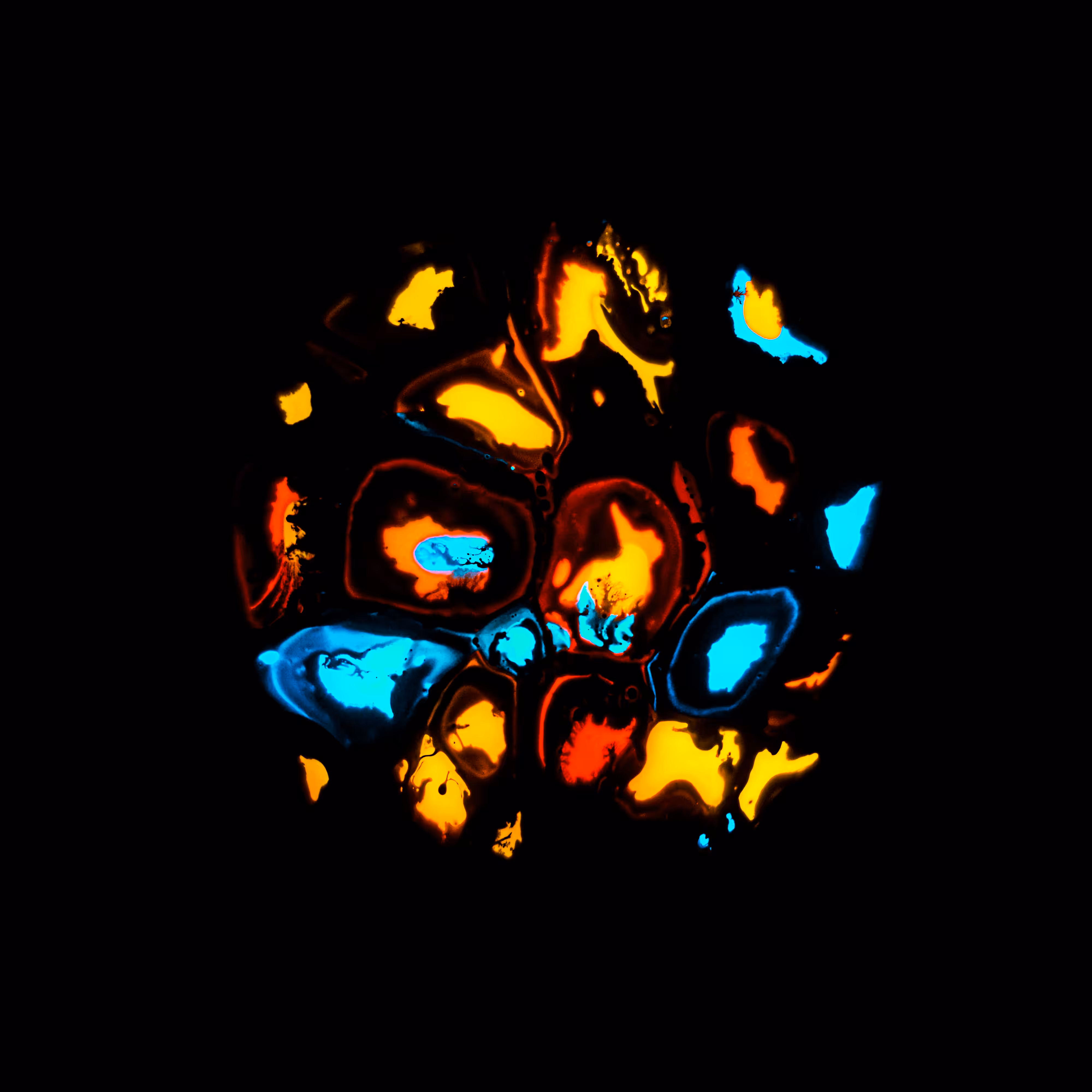 Haematopoiesis #228