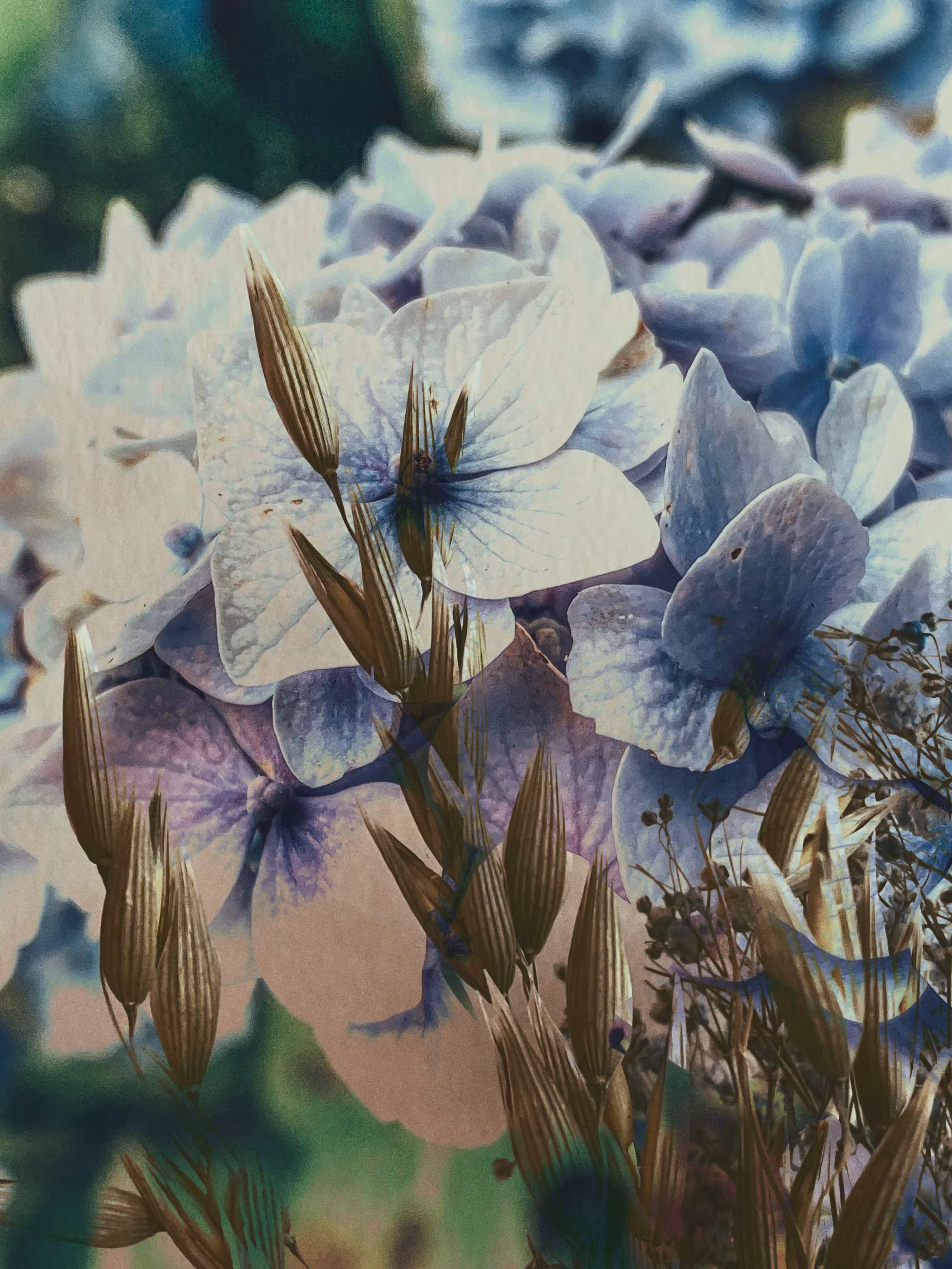 🌾The Field of Dreams: Beautiful Dreamer 💙