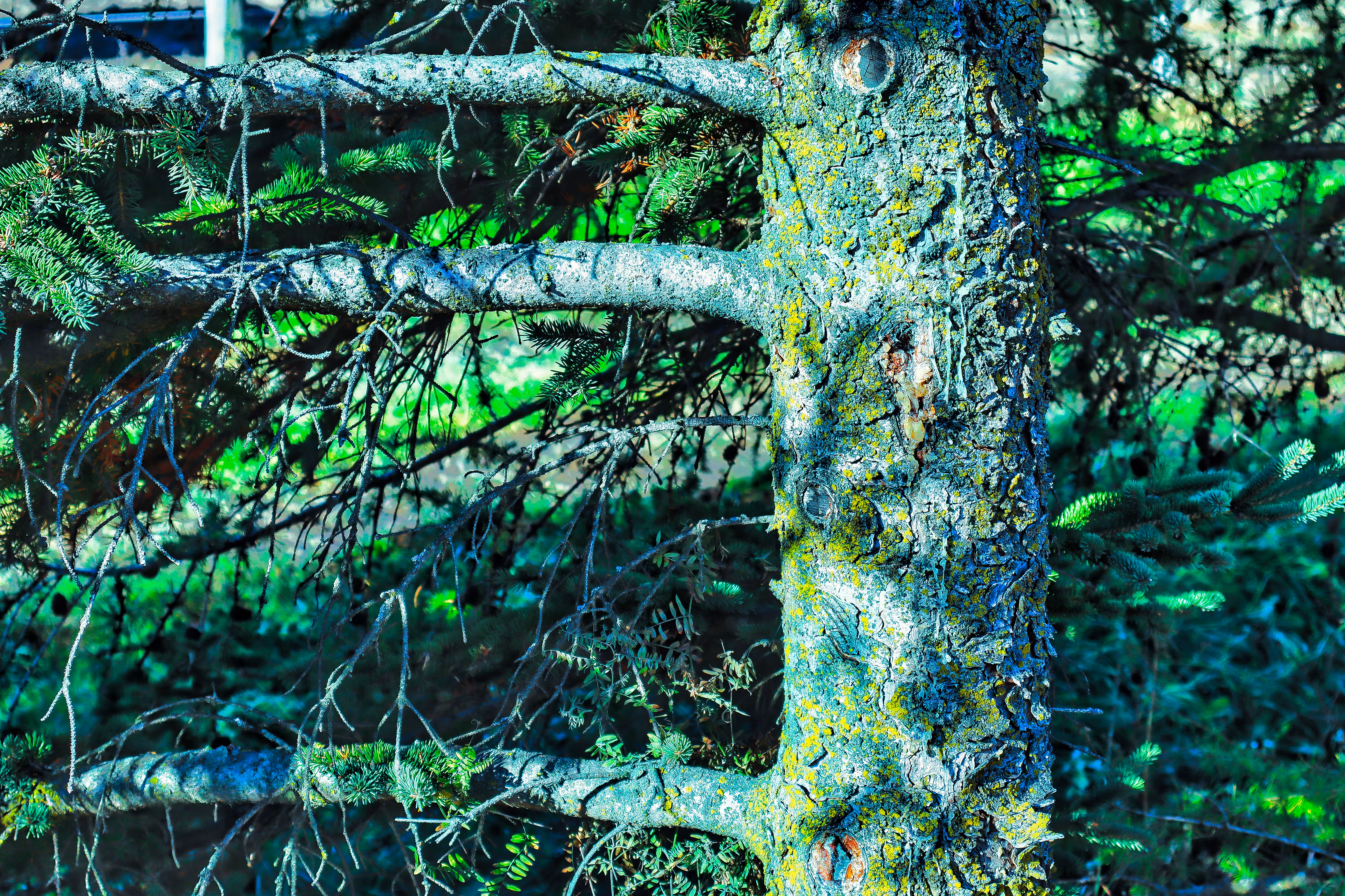 Hypertree