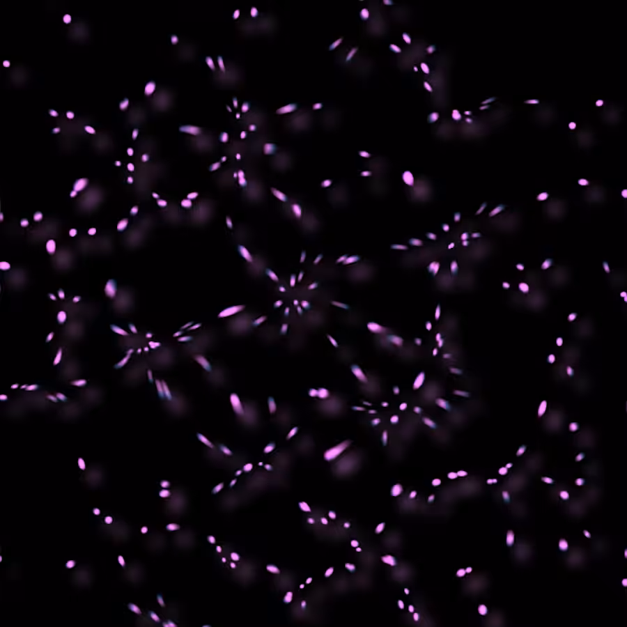 Neuron Garden