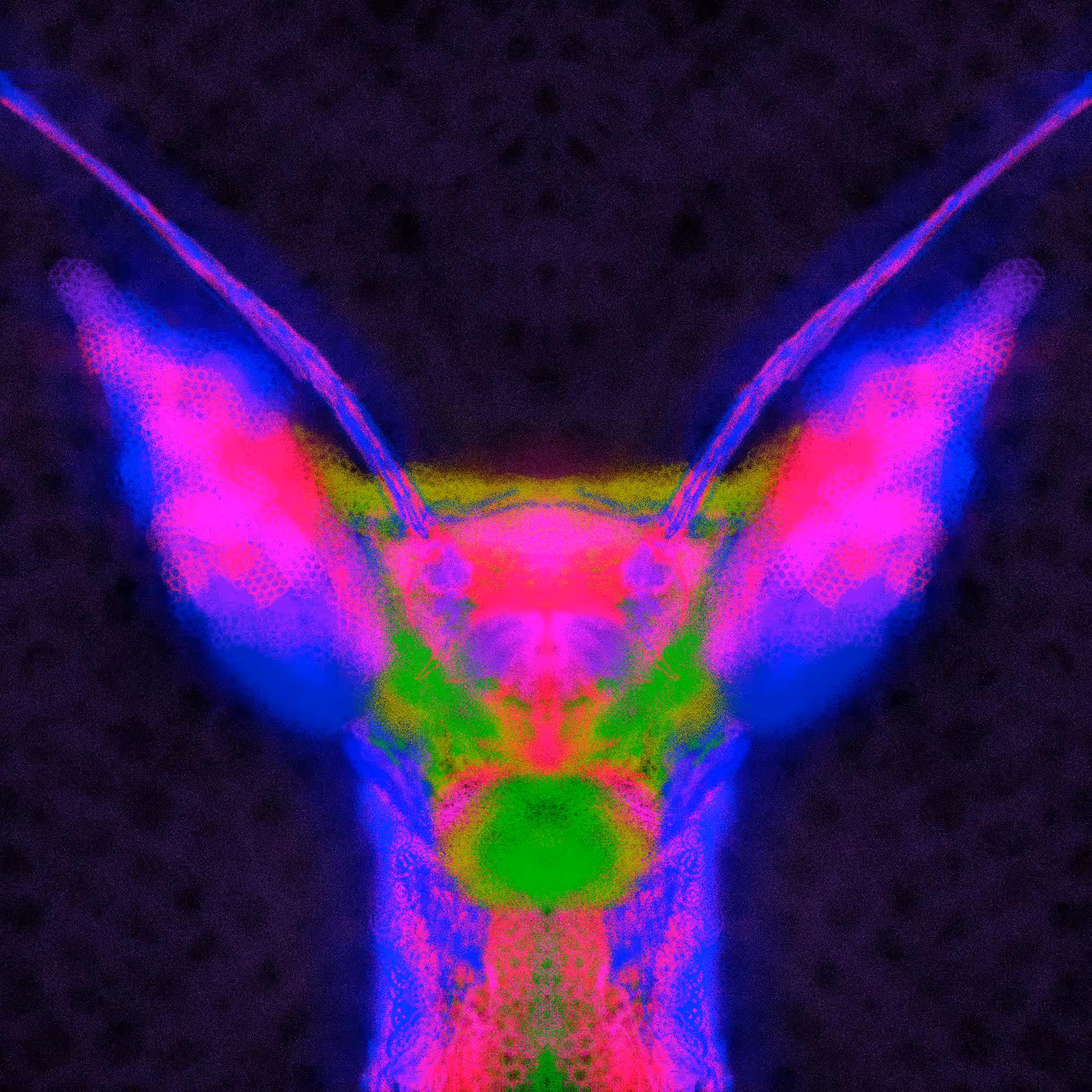 Grain Insect