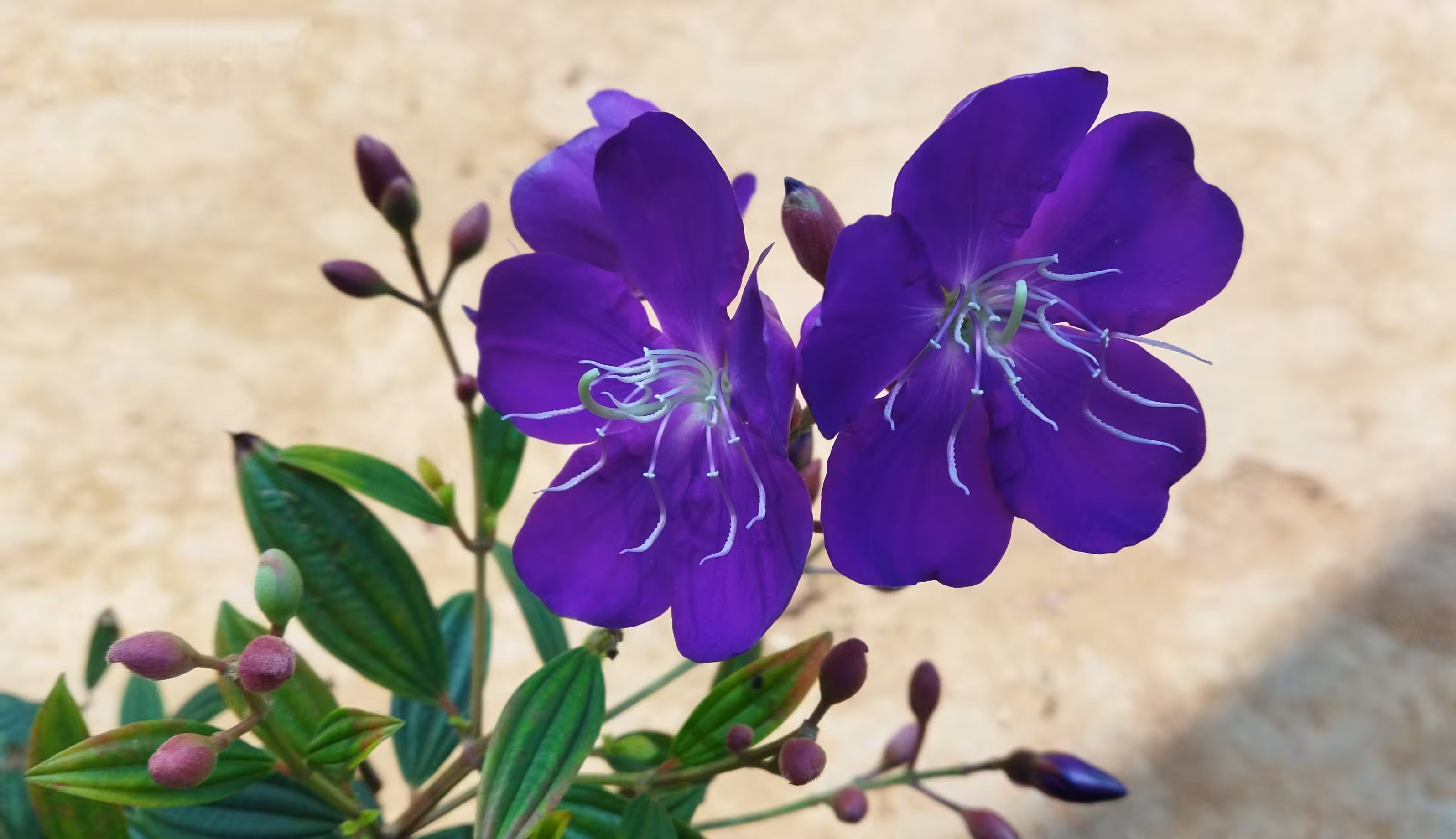 Princess Flowers (Begum Bahar) 