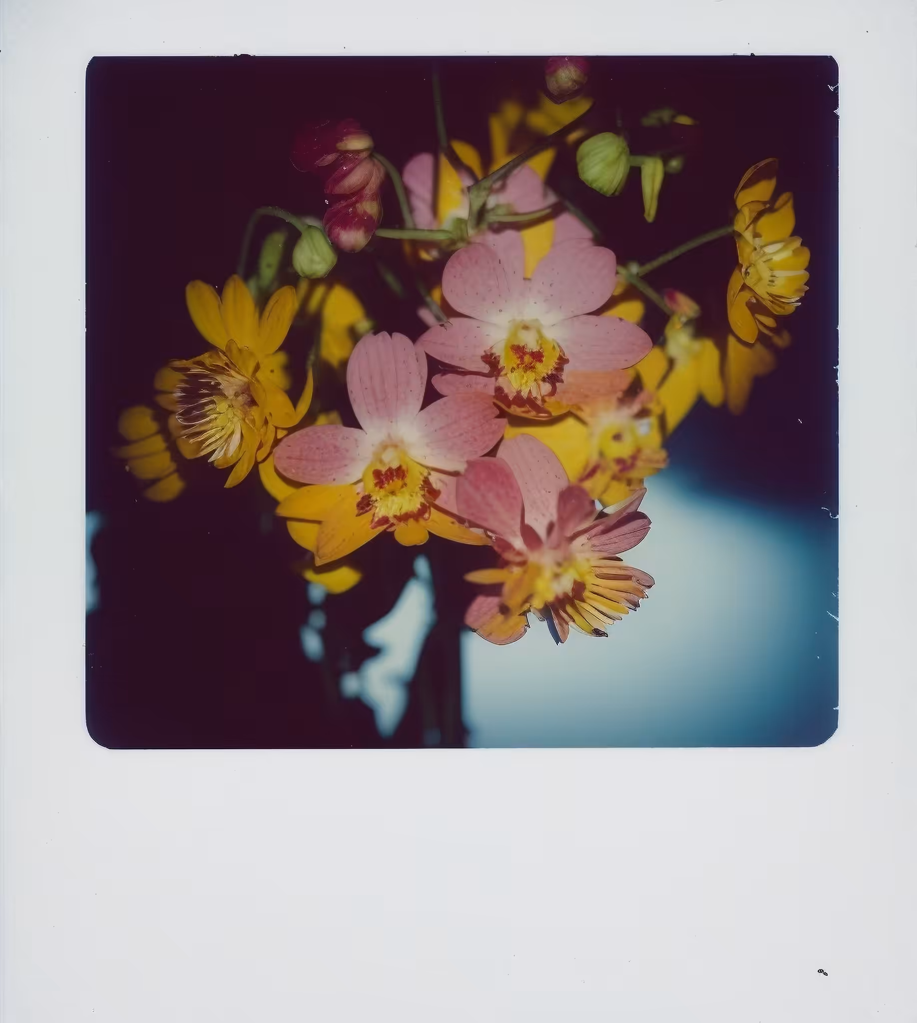 Firestar Orchid, Instant Photo (polaroid), 2001