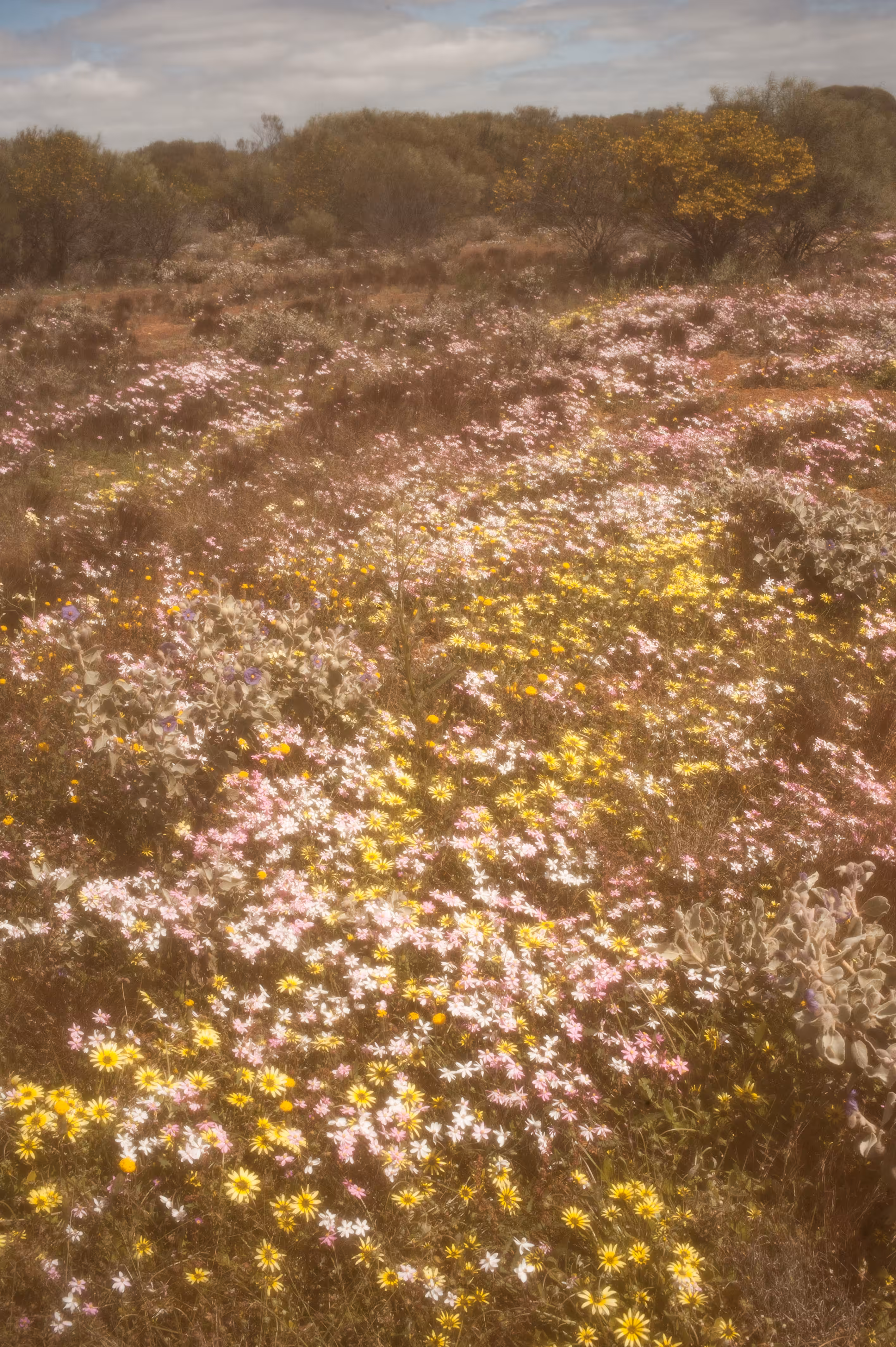 Day33- See you on the Konpeito field 