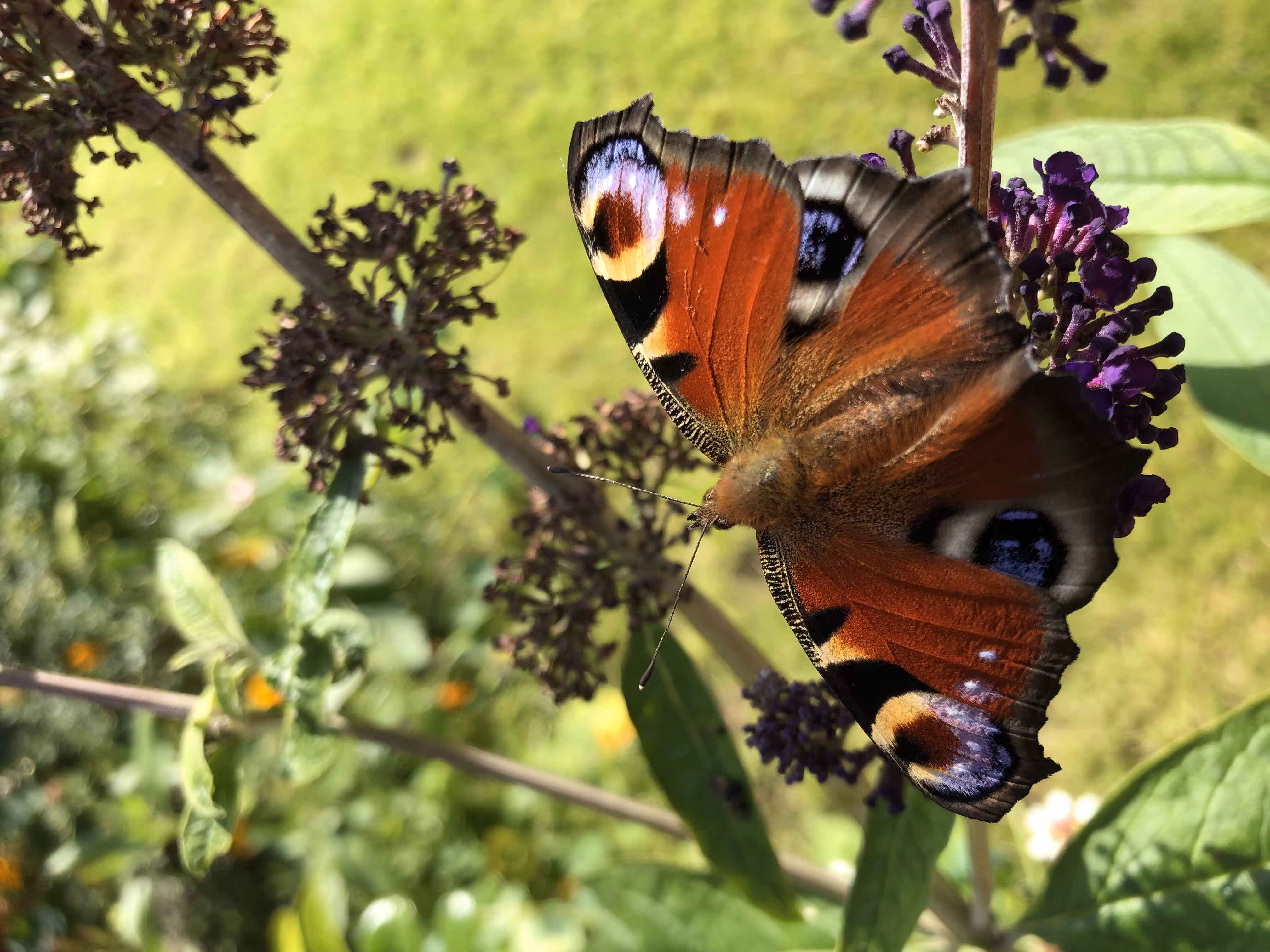 Butterfly in Buddleja