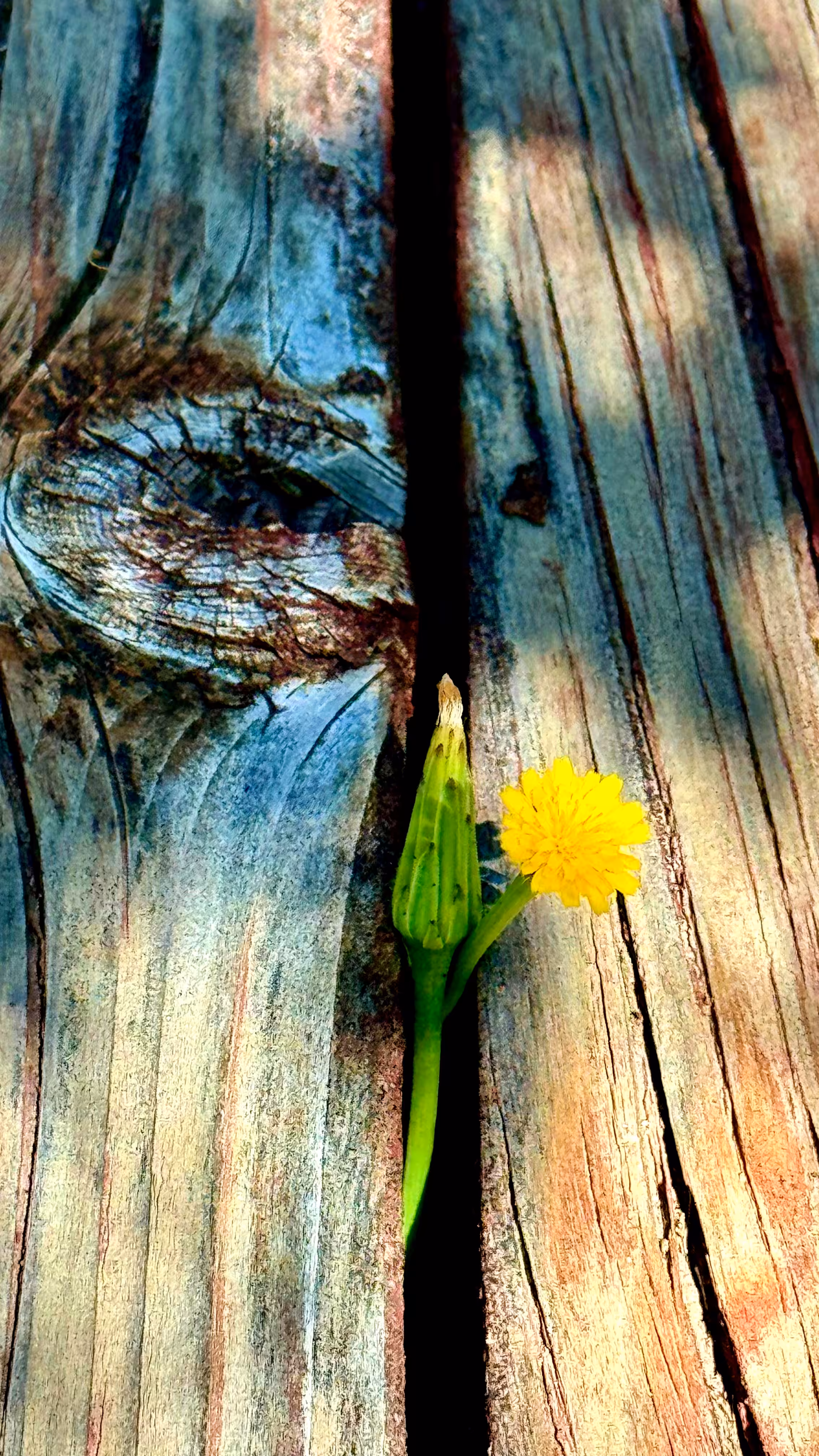 Beauty in the Fracture