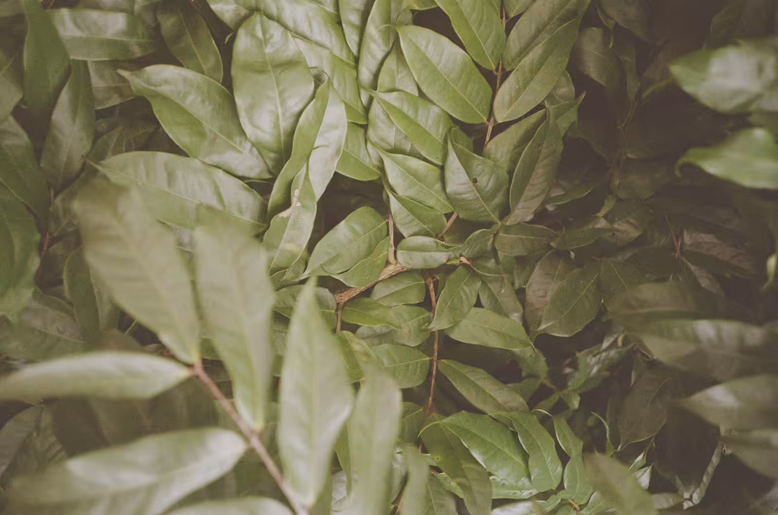 Analog Leaves