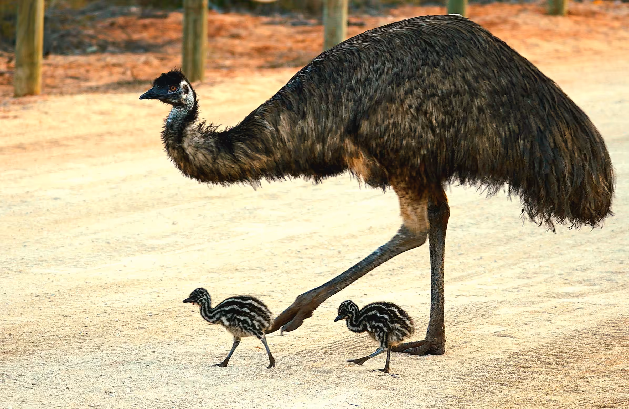 Charismatic Megafauna