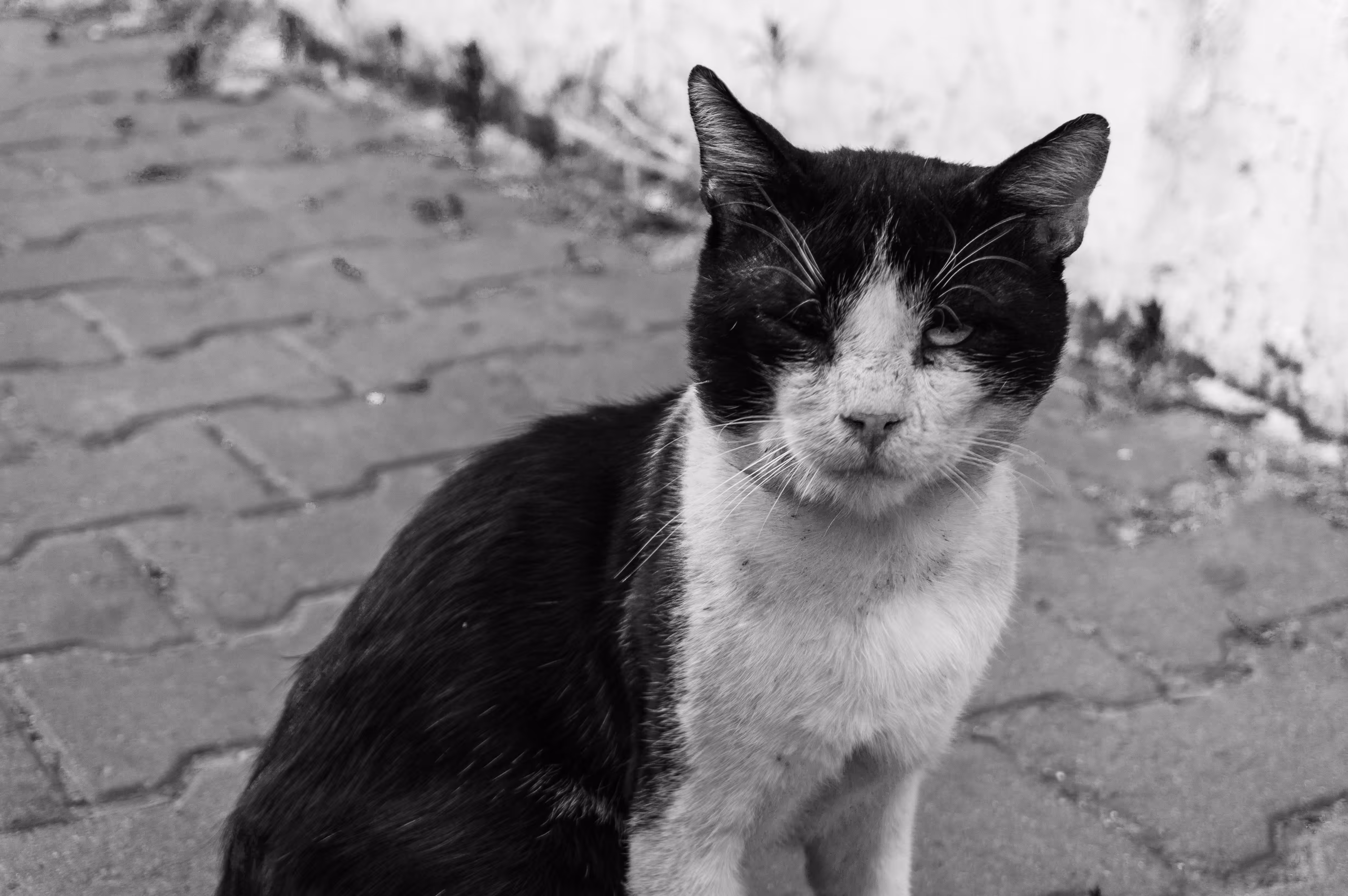meow