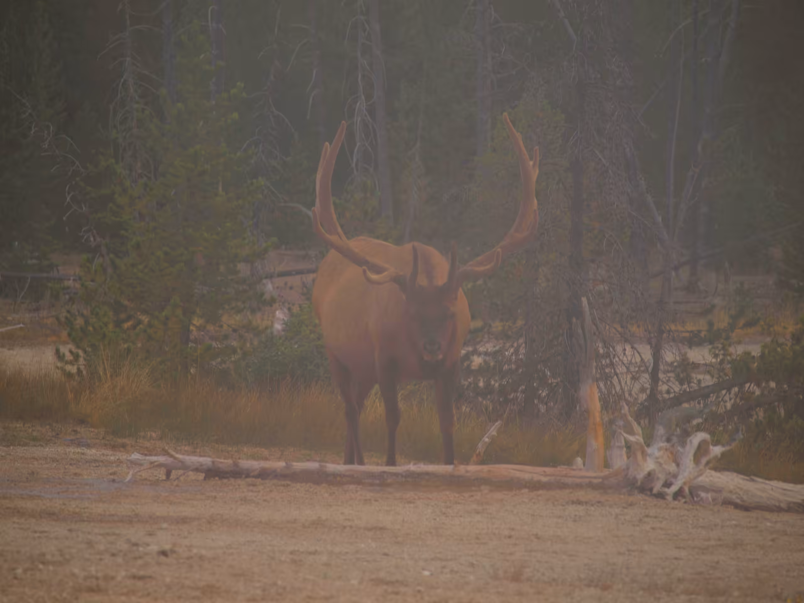 Elk