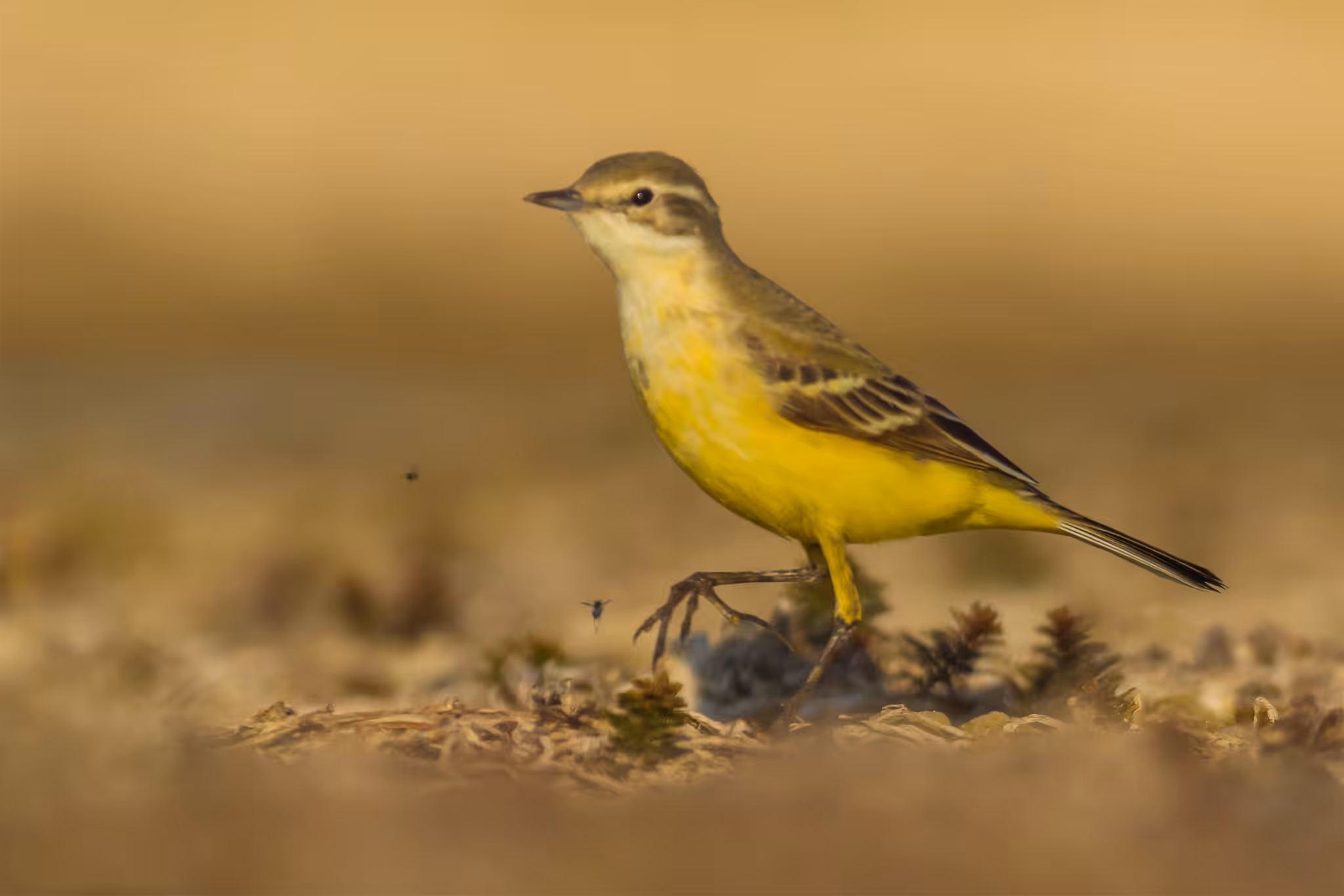 Western Yellow Wagtail