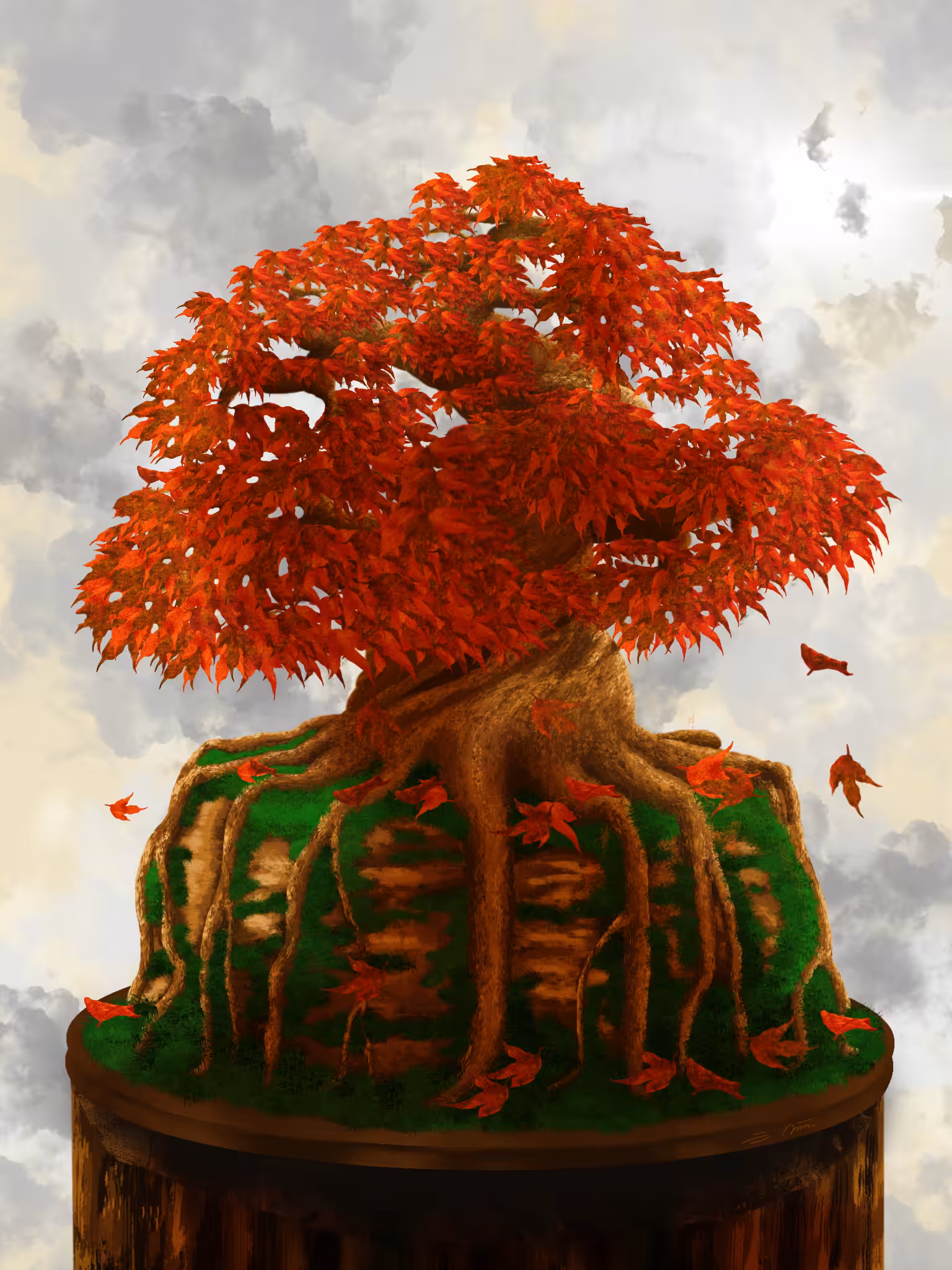 Maple Bonsai 