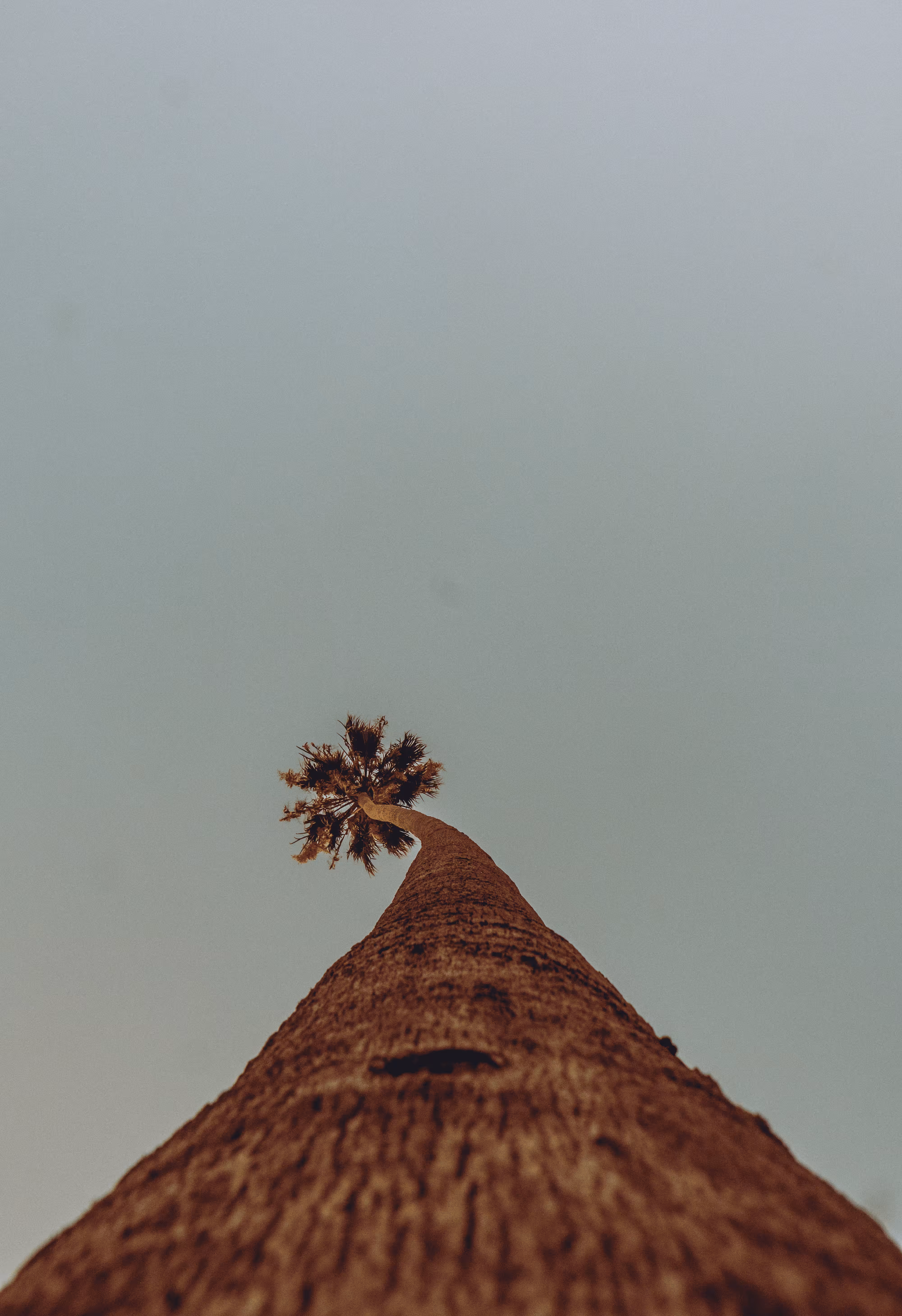 Somewhere Else: 046 - Little Big Tree