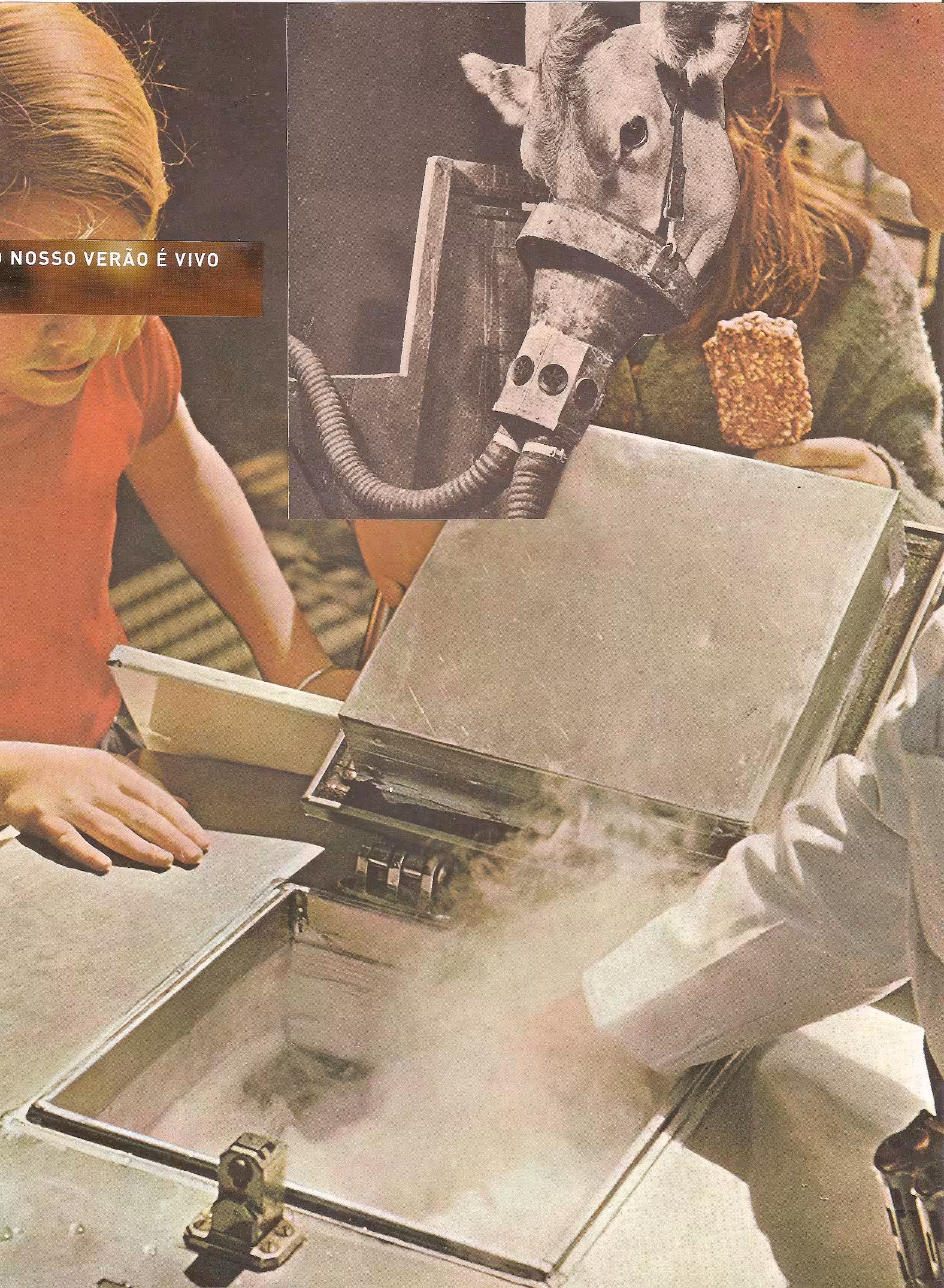 Nosso verão é vivo | Our summer is alive