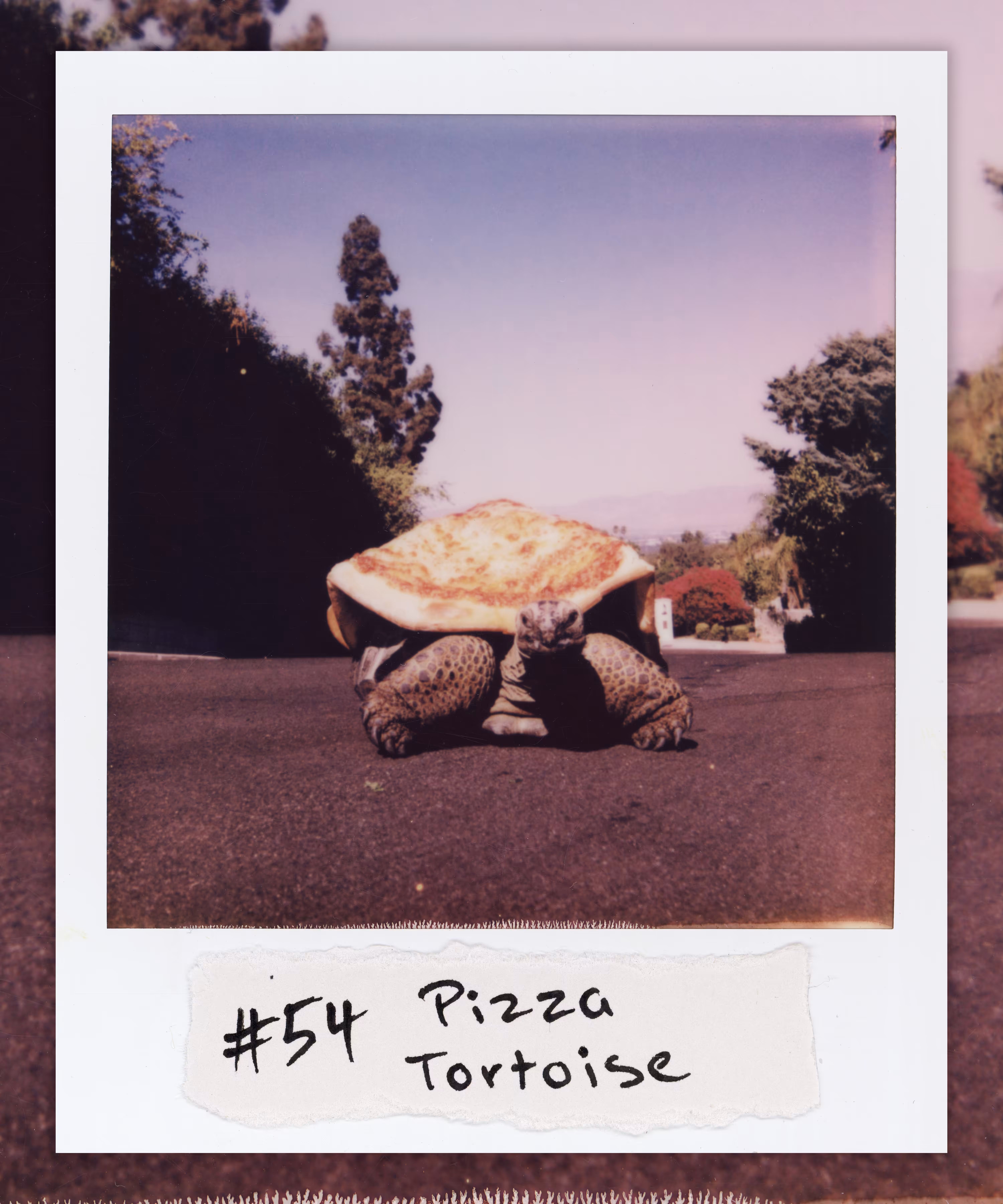 #54 Pizza Tortoise
