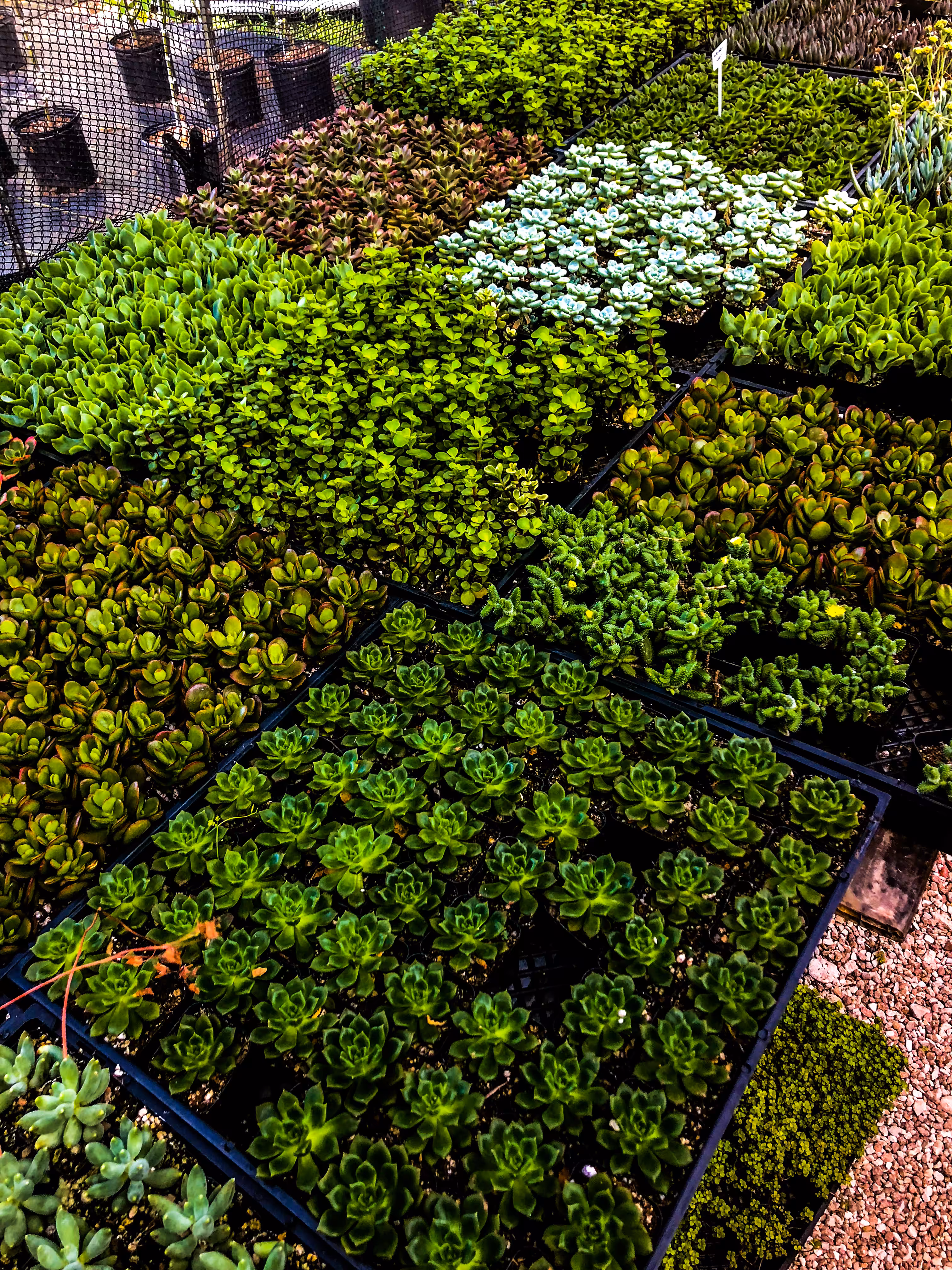 succulent
