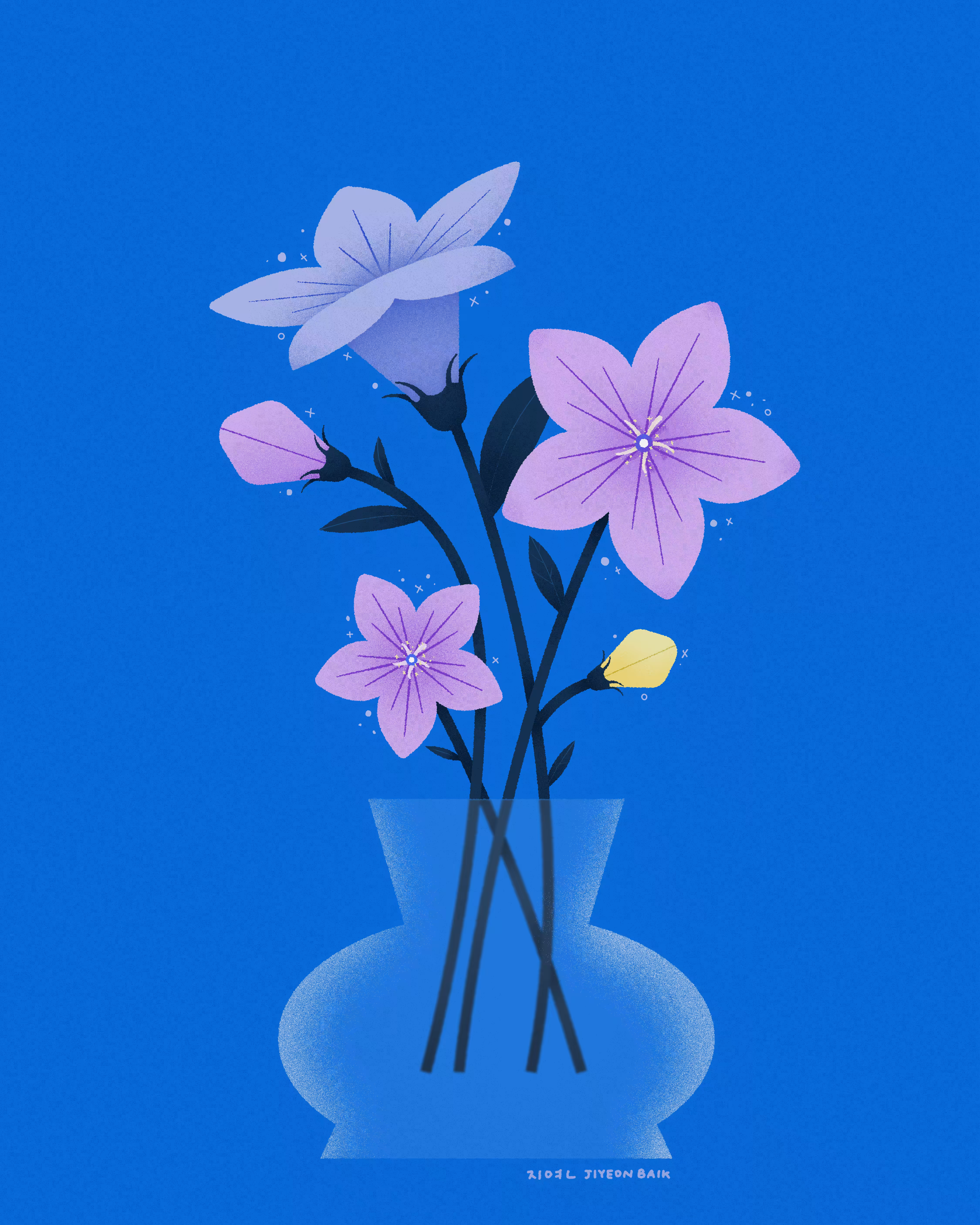 Balloon flower | 도라지