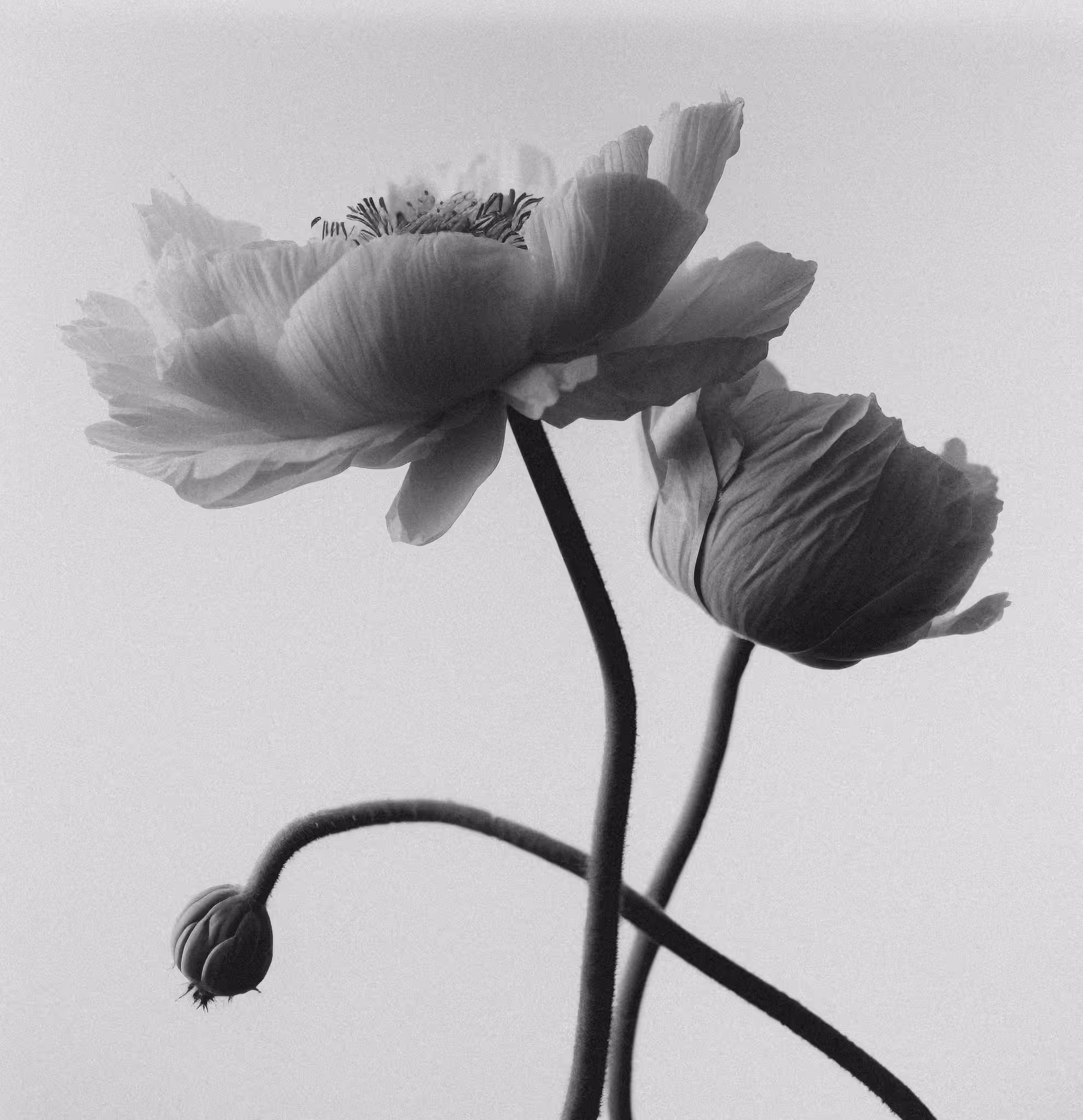 Peony, Platinum Palladium Print, 2022