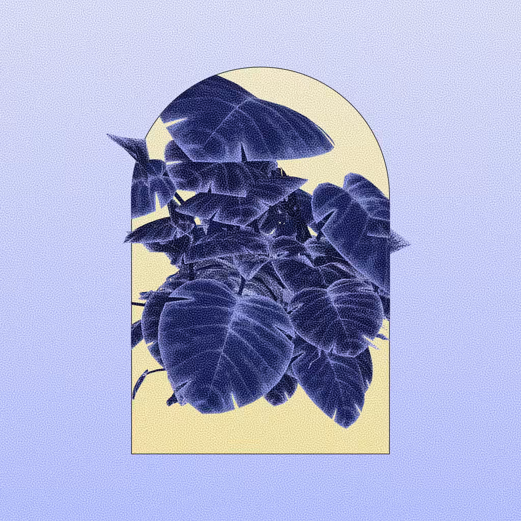 Botany #73