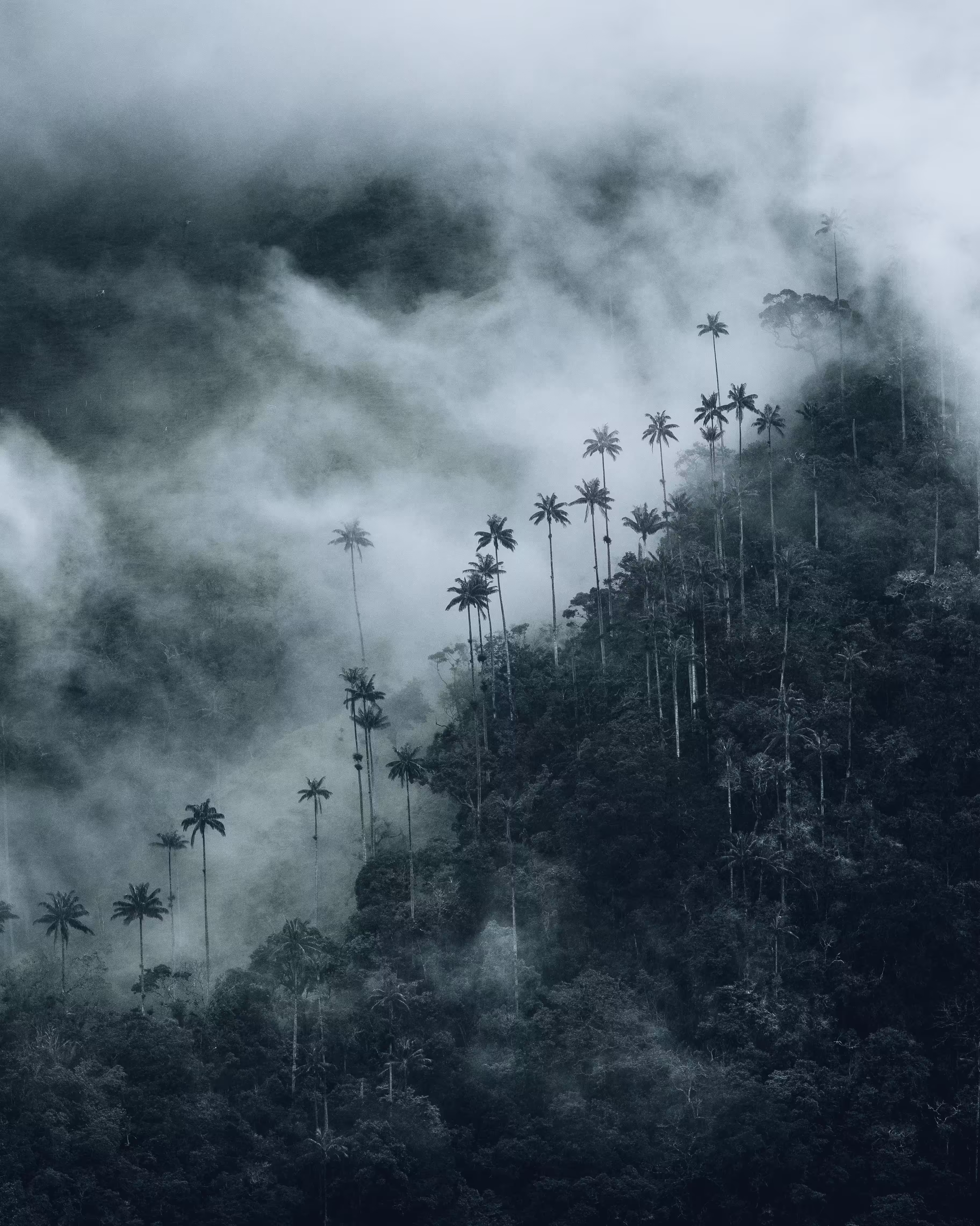 #11. Valle De Cocora, Colombia