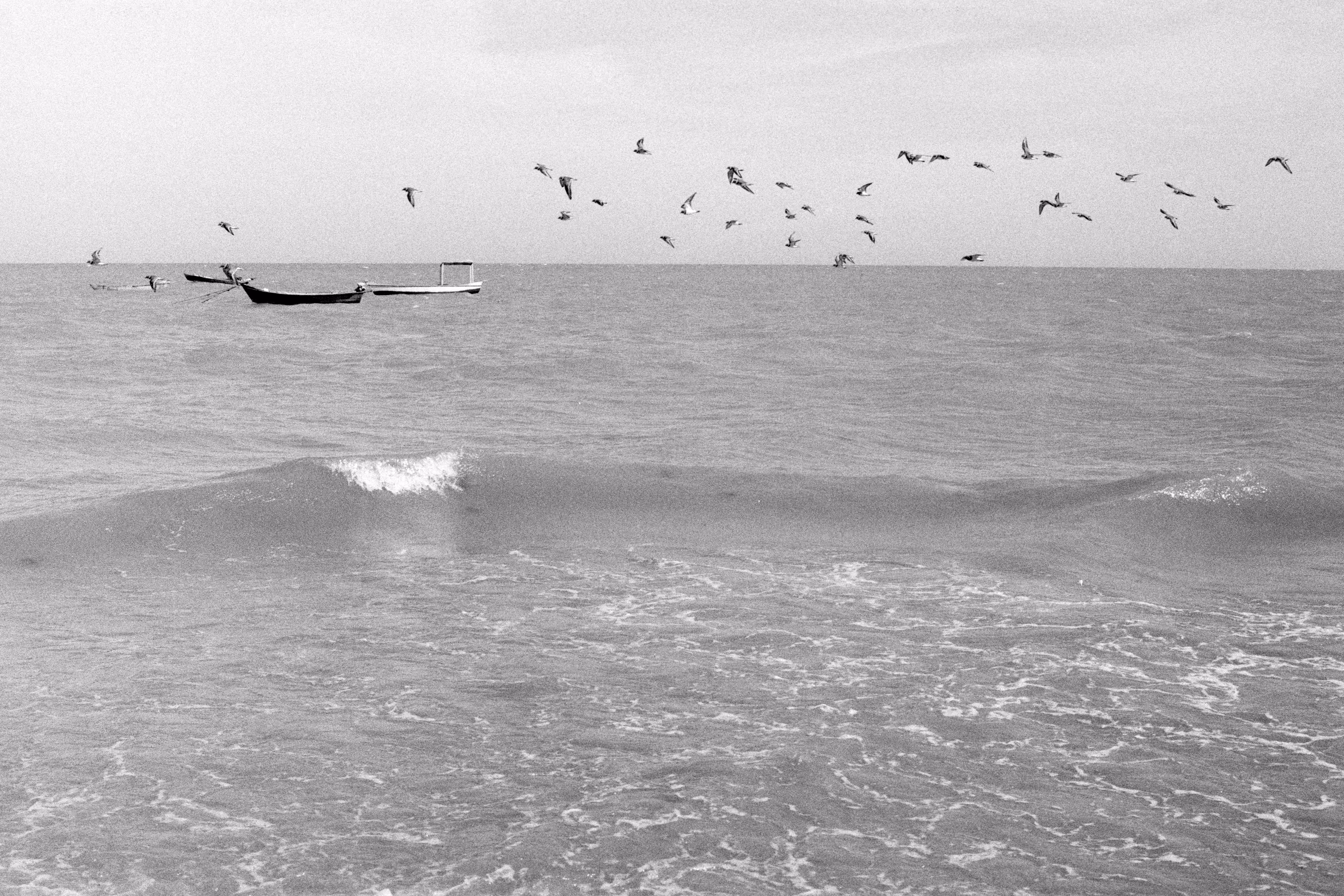 Bird, Fish and Sea