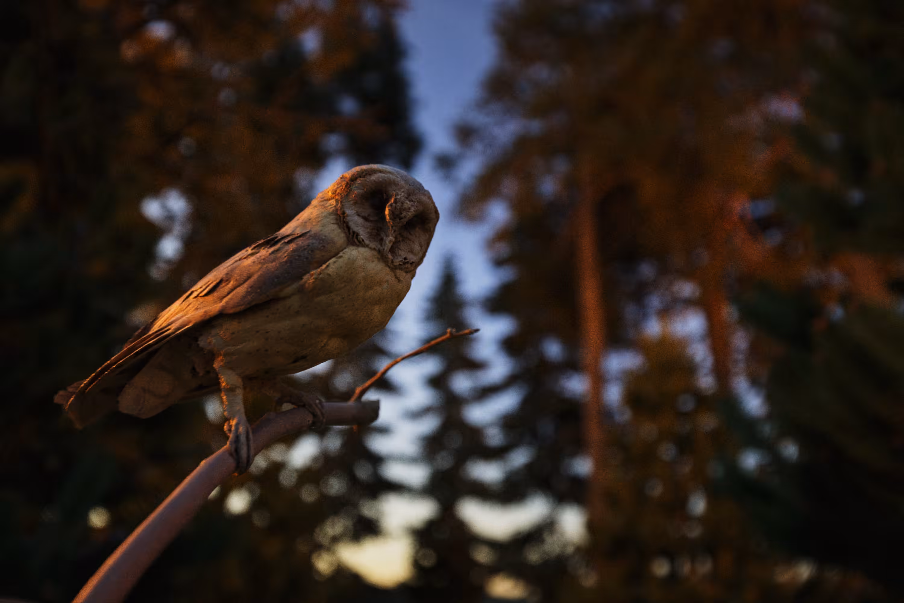 The Guardian