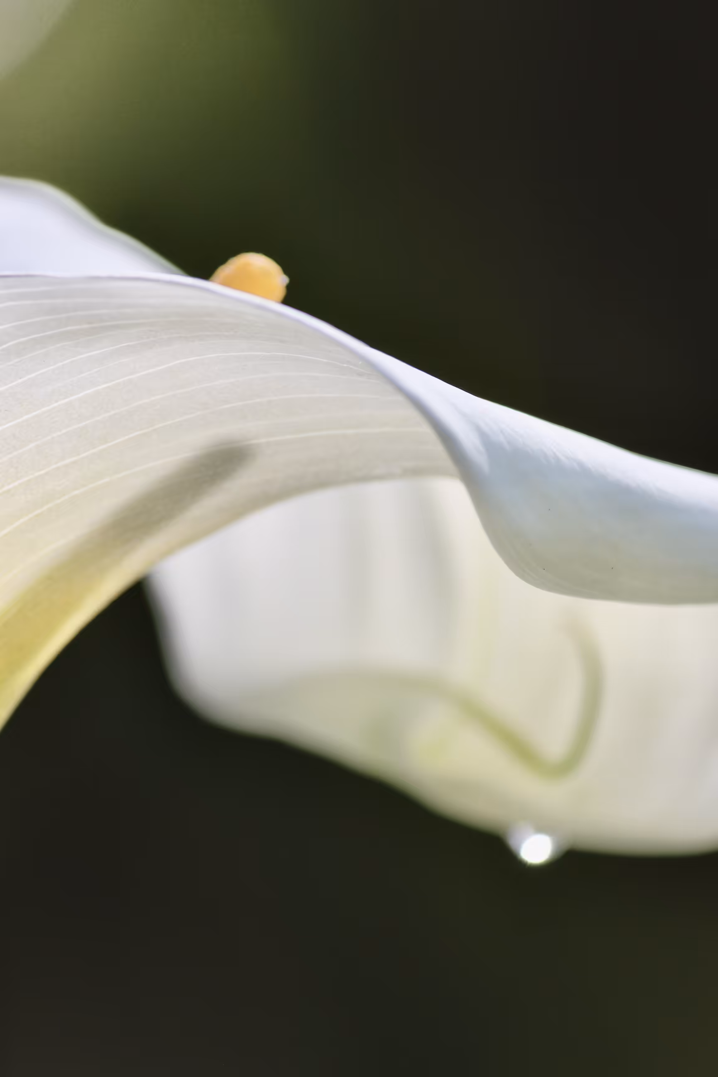 Purity