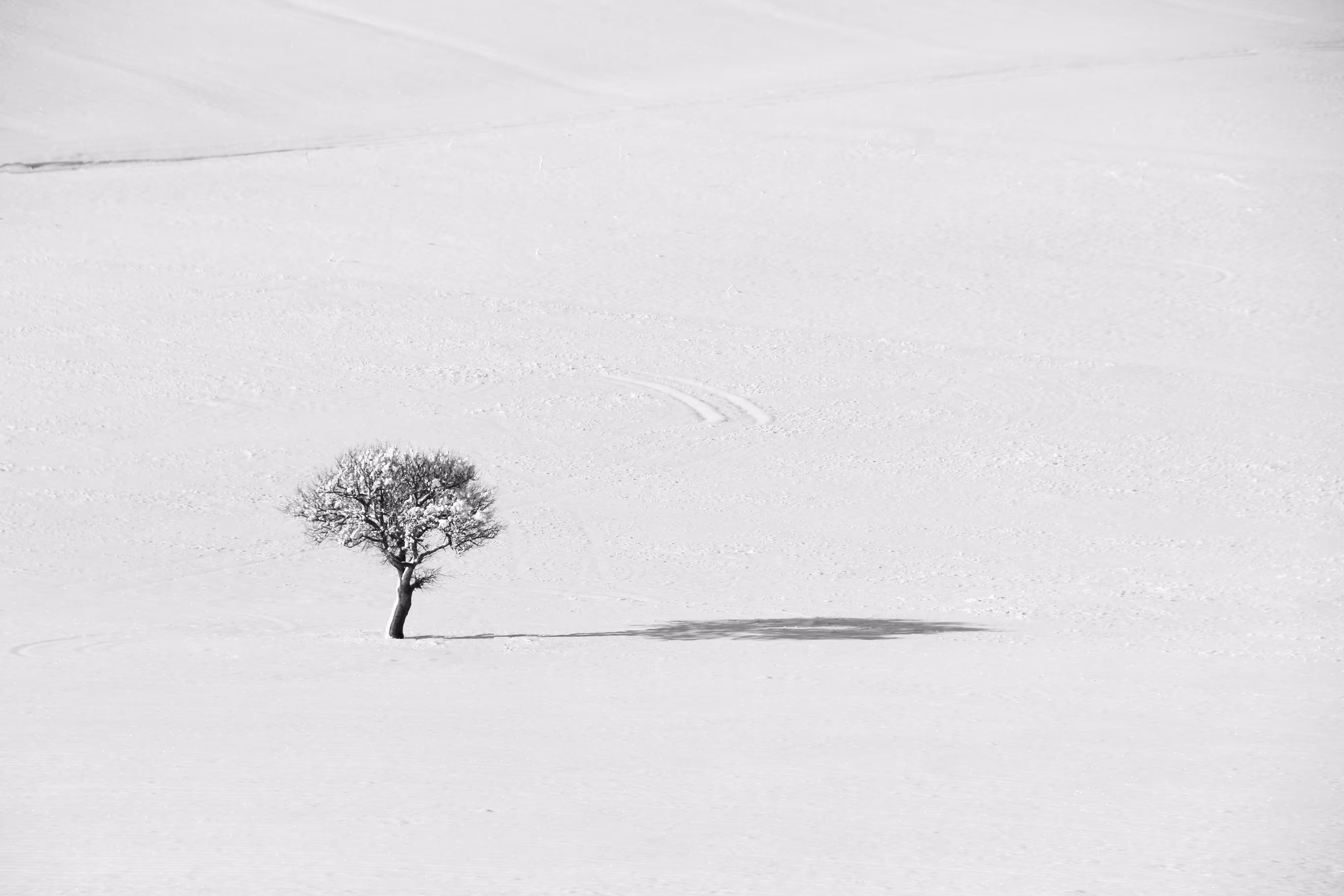 Snowy tree